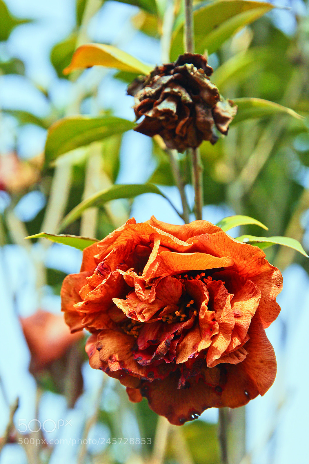 Canon EOS 60D sample photo. Untitled photography