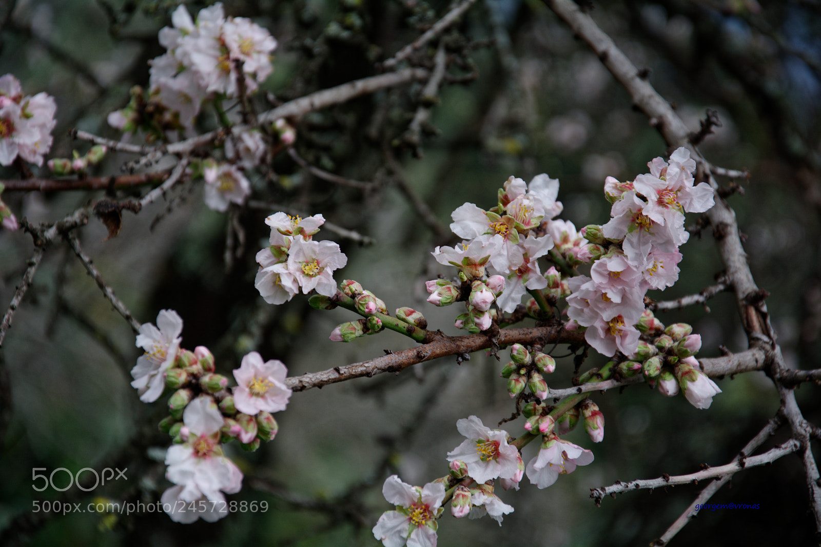 Nikon D7100 sample photo. Smels like spring photography