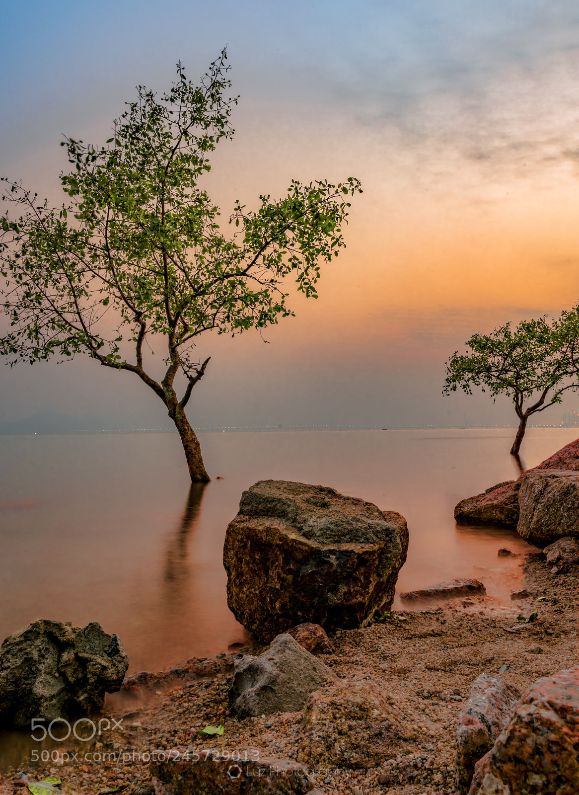 Nikon D810 sample photo. Mangrooves in the sea photography