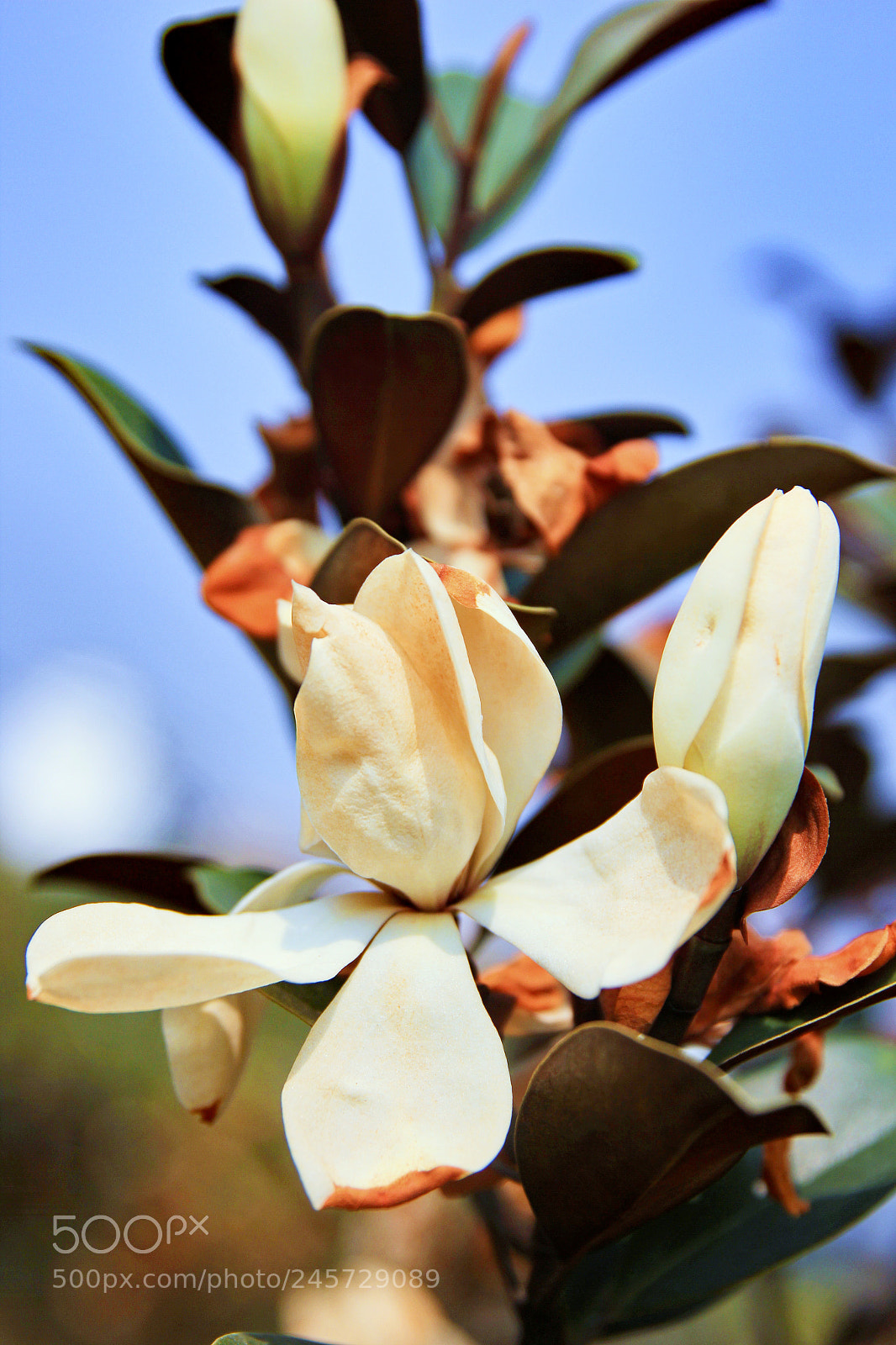 Canon EOS 60D sample photo. 花 photography