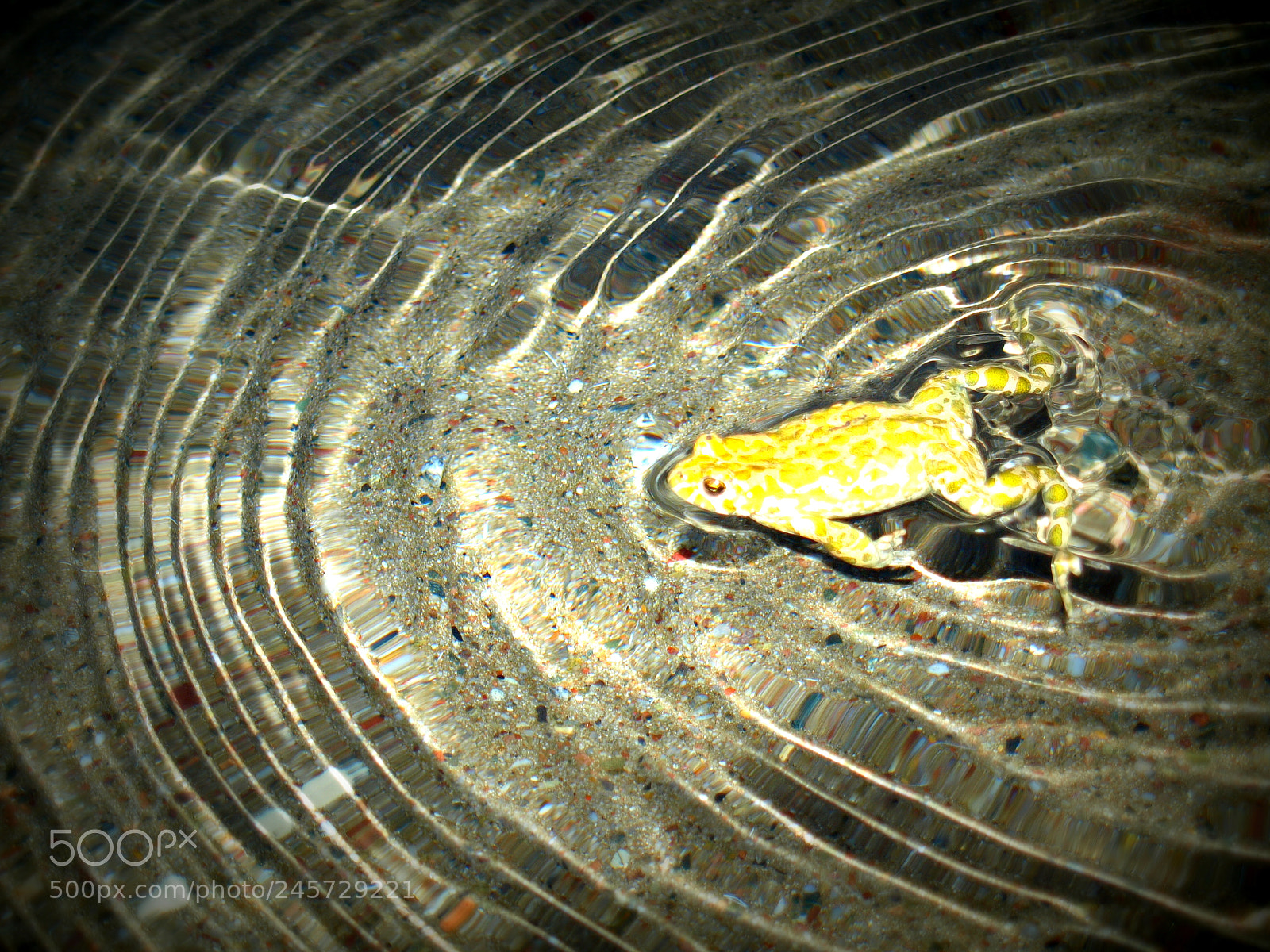 Olympus E-410 (EVOLT E-410) sample photo. Frog in fountain (wroclaw) photography