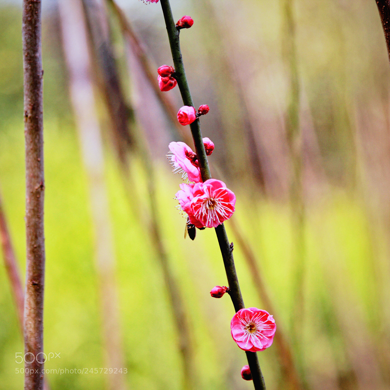 Canon EOS 60D sample photo. 花 photography
