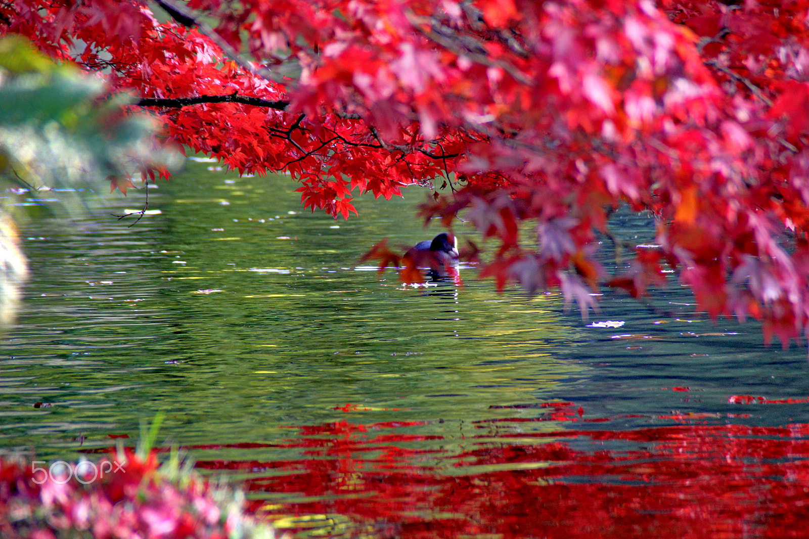Canon EOS 60D sample photo. Img photography