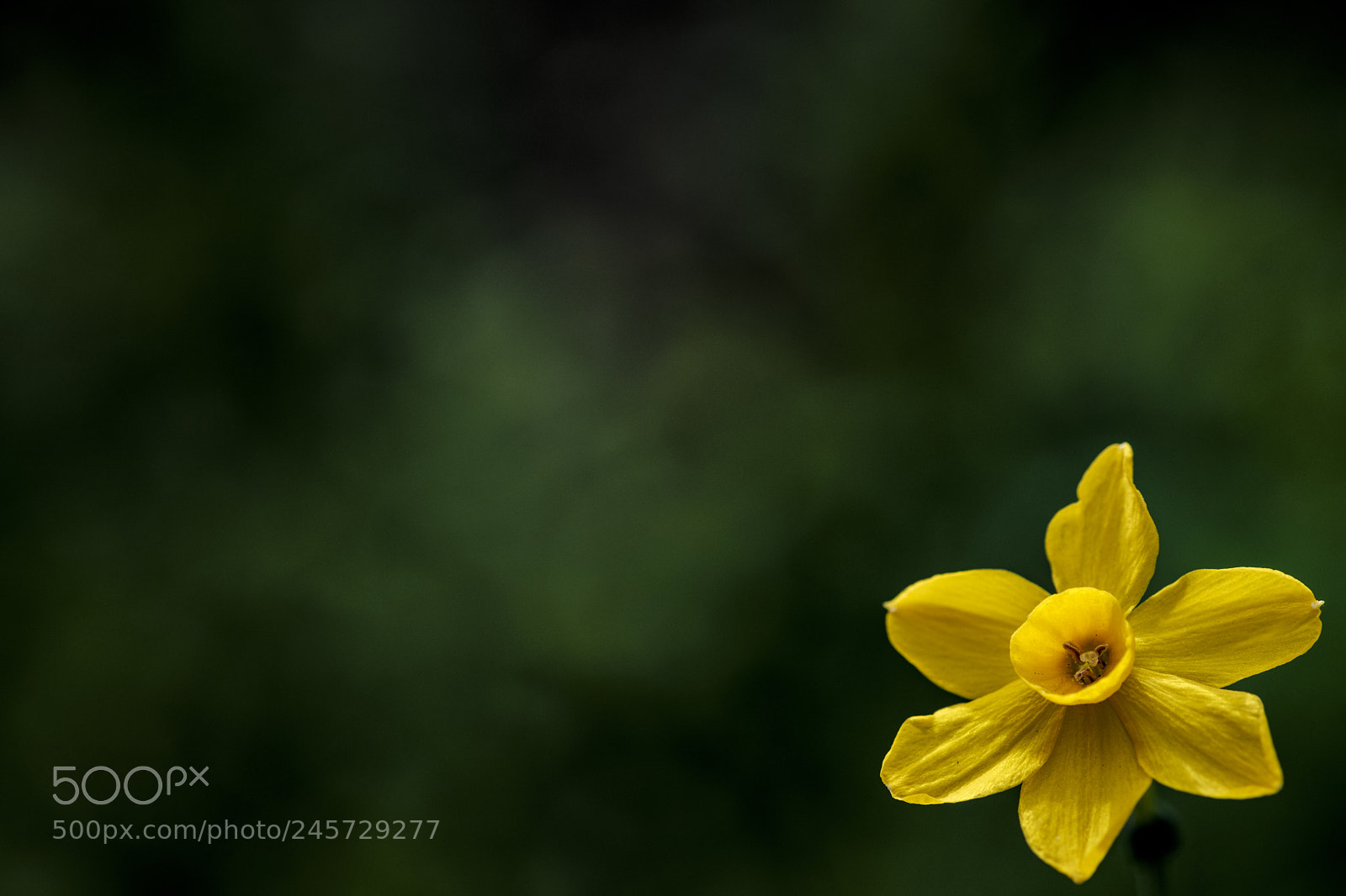 Fujifilm X-Pro2 sample photo. Jonquil photography