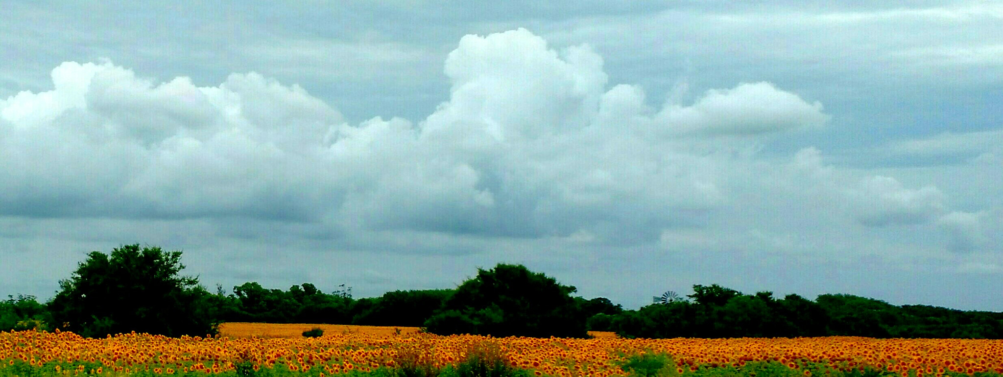 Motorola Moto X (2nd Gen) sample photo. Sunflowers photography