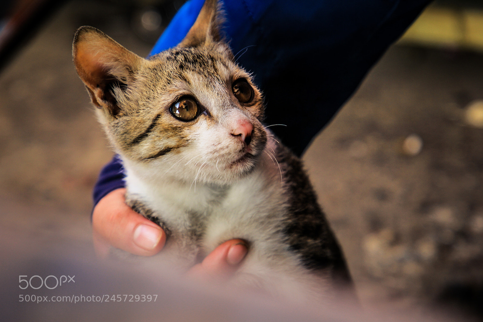 Canon EOS 60D sample photo. Those eyes...!!! photography