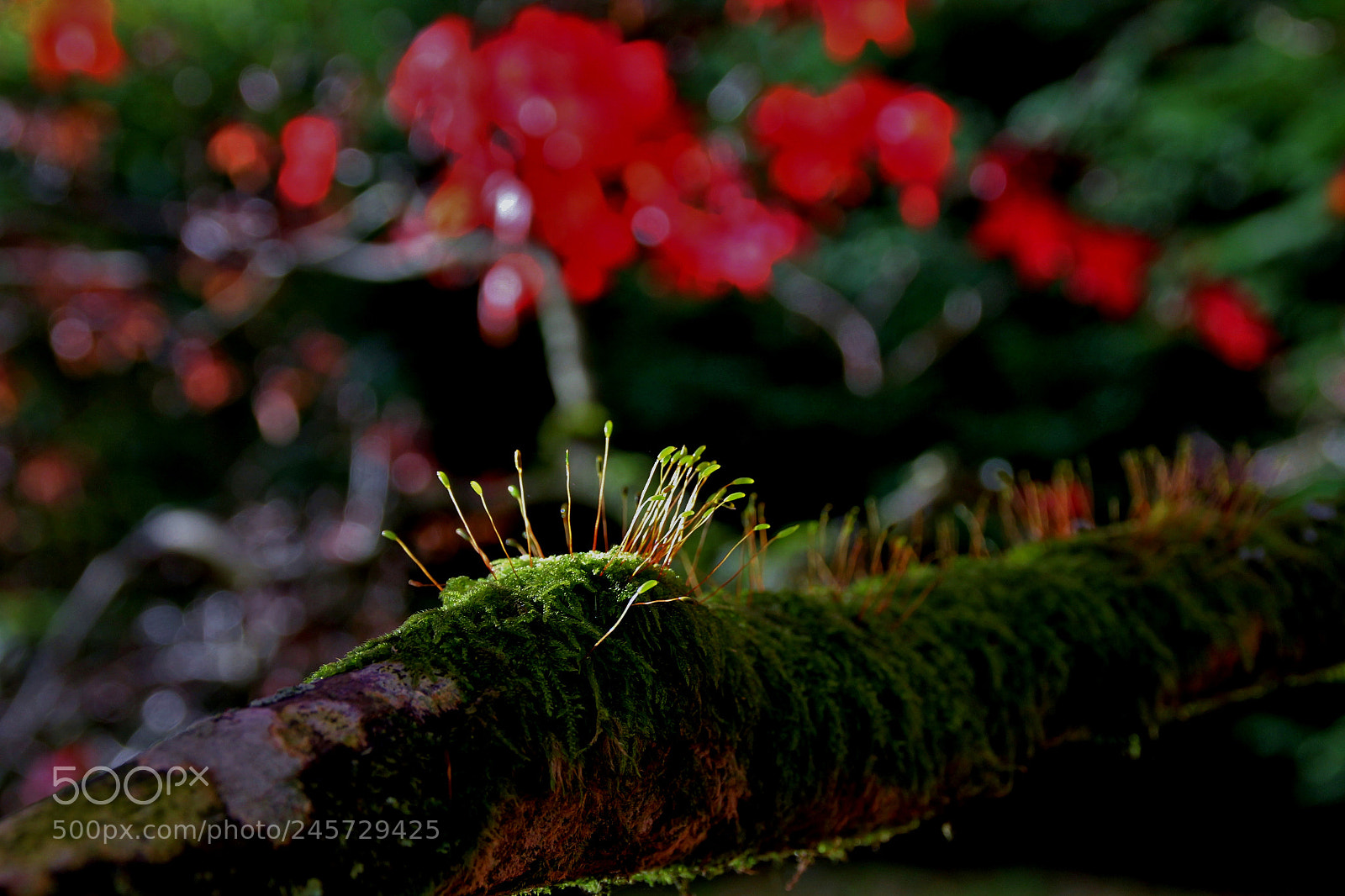 Canon EOS 60D sample photo. Img photography