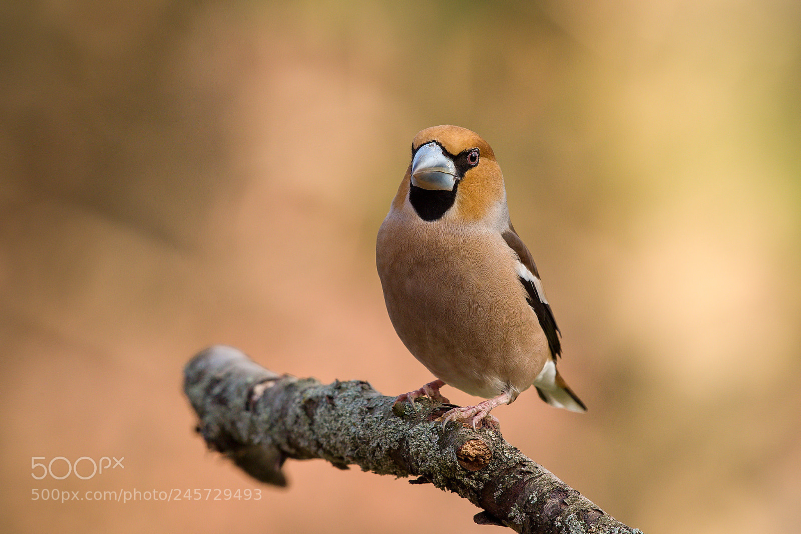 Nikon D500 sample photo. Hawfinch photography