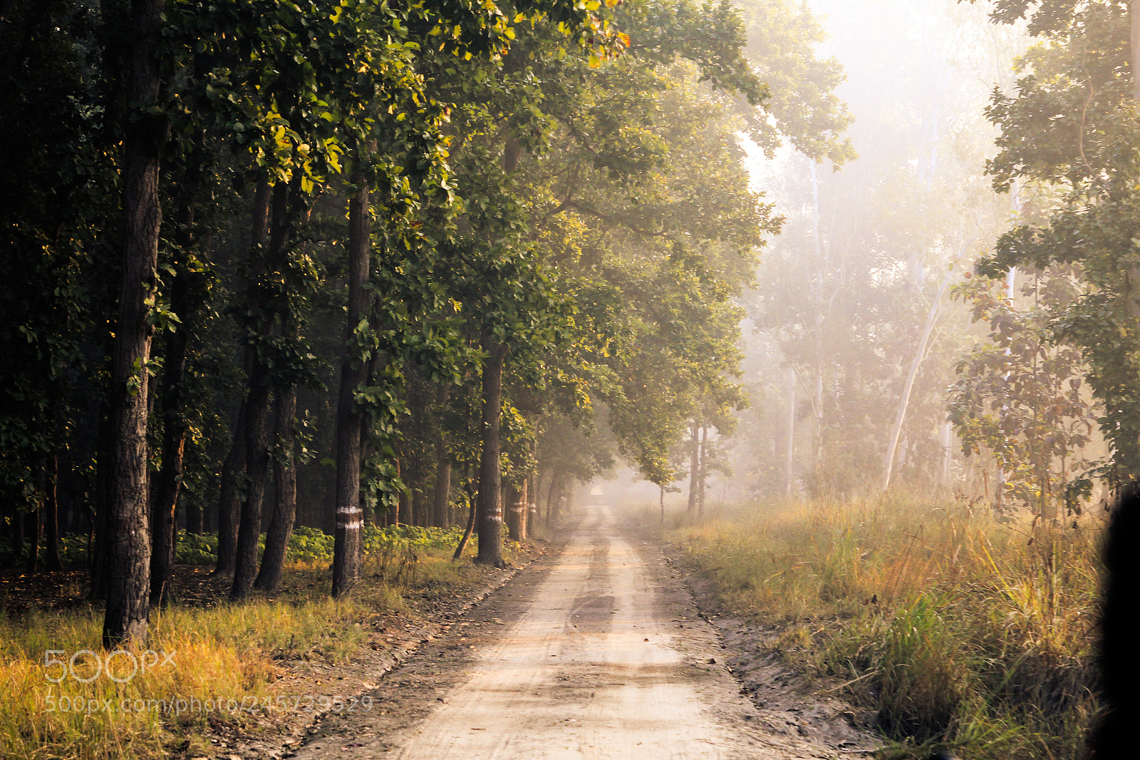 Canon EOS 60D sample photo. Jungle mornings photography