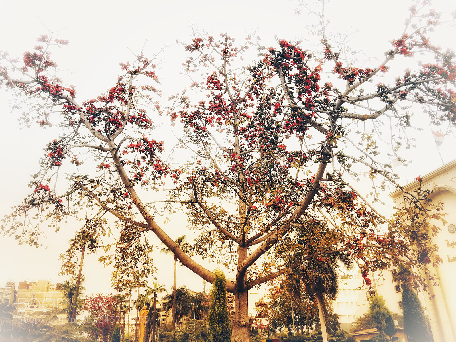 Apple iPhone 6s Plus sample photo. The tree photography