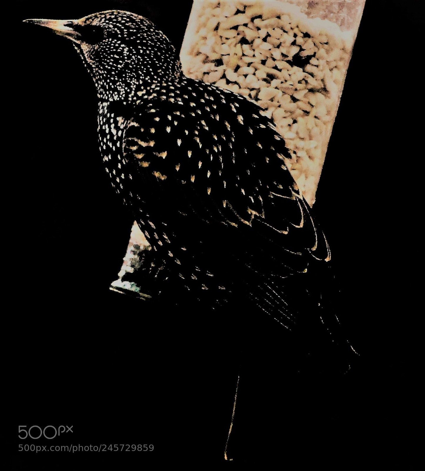 Canon EOS 700D (EOS Rebel T5i / EOS Kiss X7i) sample photo. Starling with peanuts photography