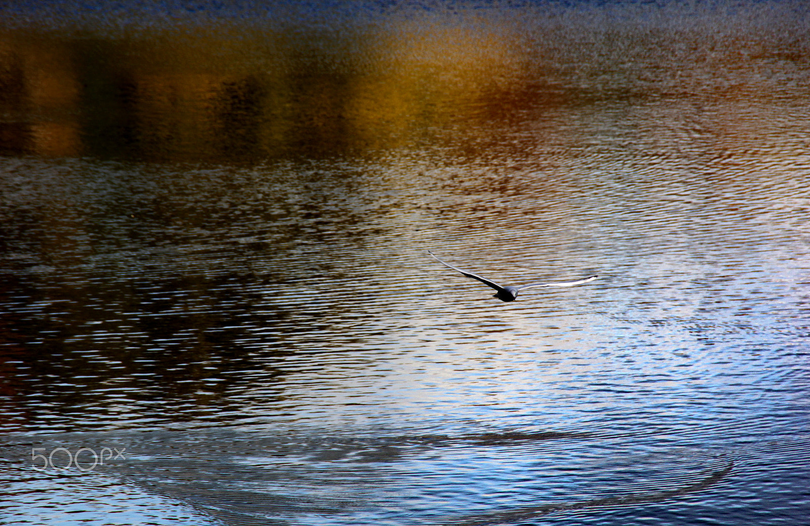 Canon EOS 60D sample photo. Img photography