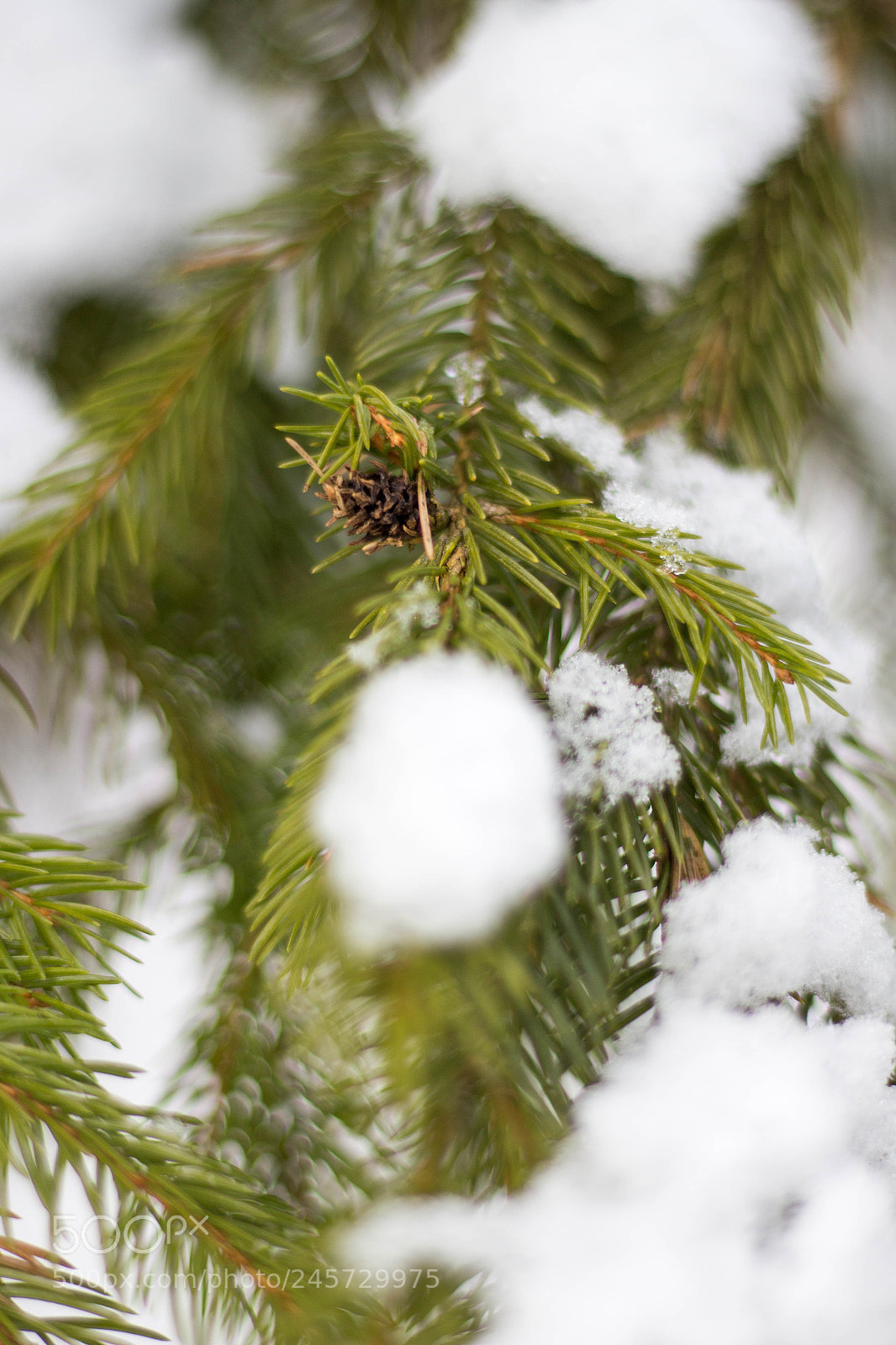 Canon EOS 700D (EOS Rebel T5i / EOS Kiss X7i) sample photo. Snow and needles photography