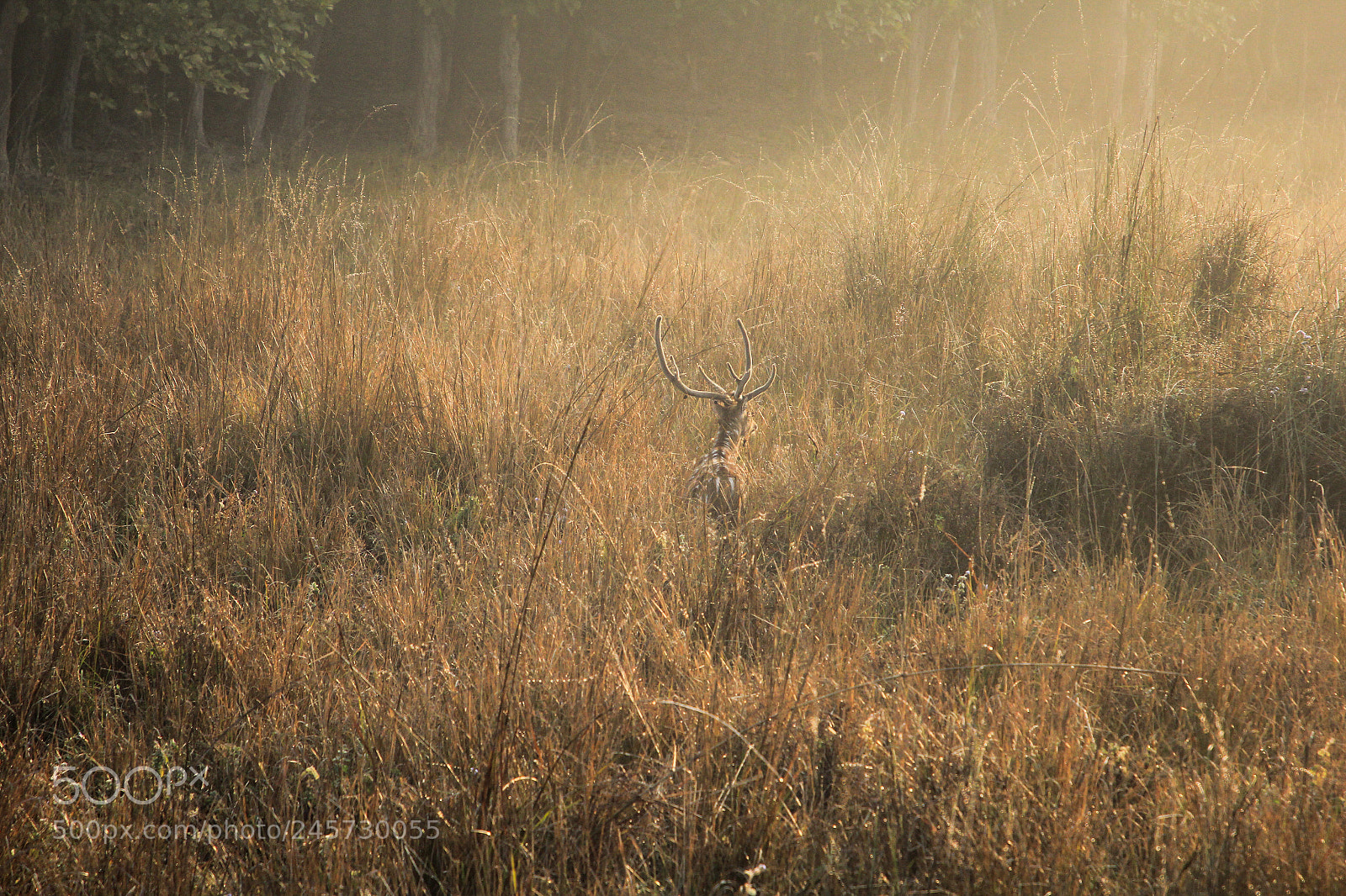 Canon EOS 60D sample photo. "find me...." - deer photography