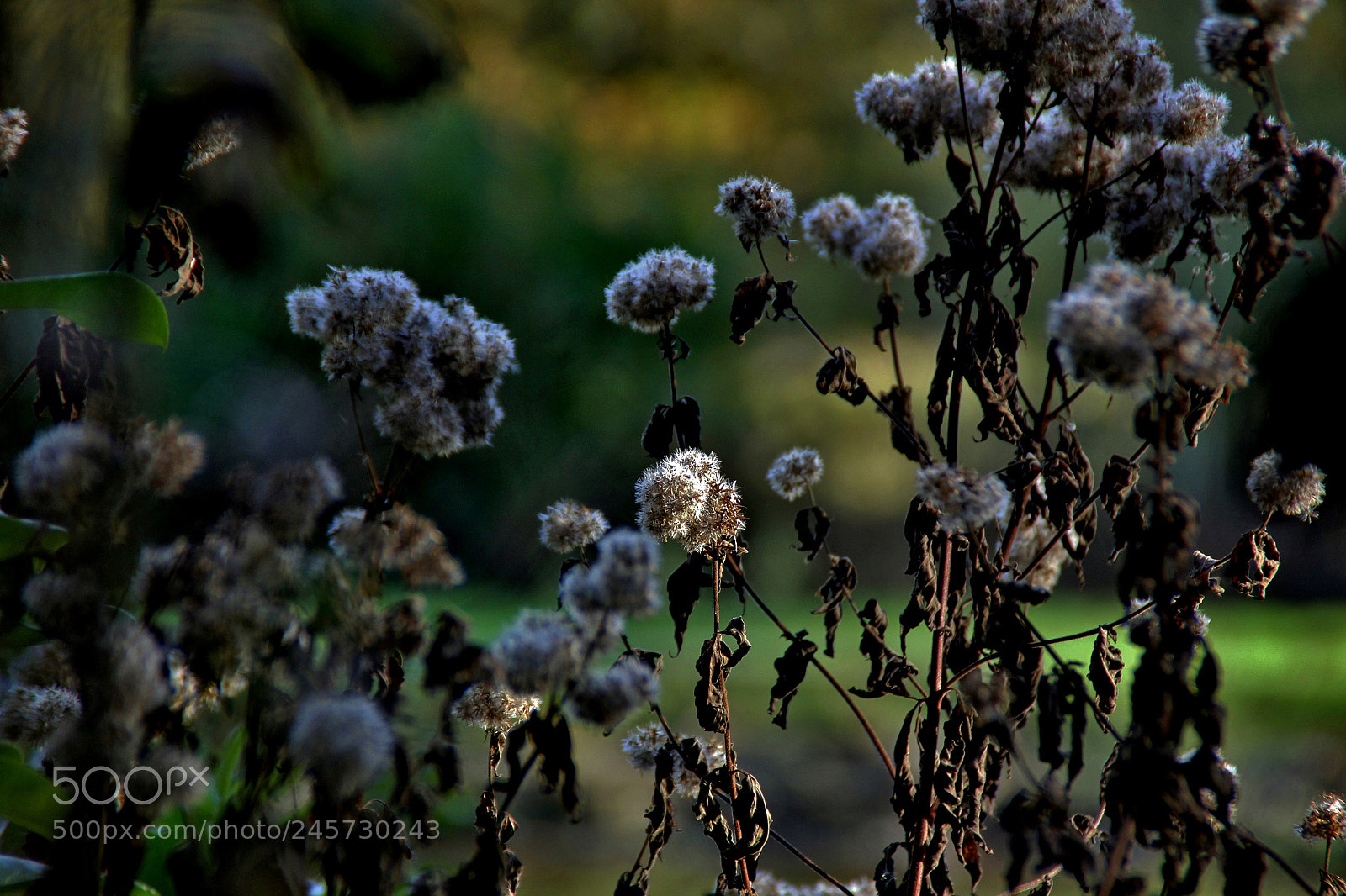 Canon EOS 60D sample photo. Img photography