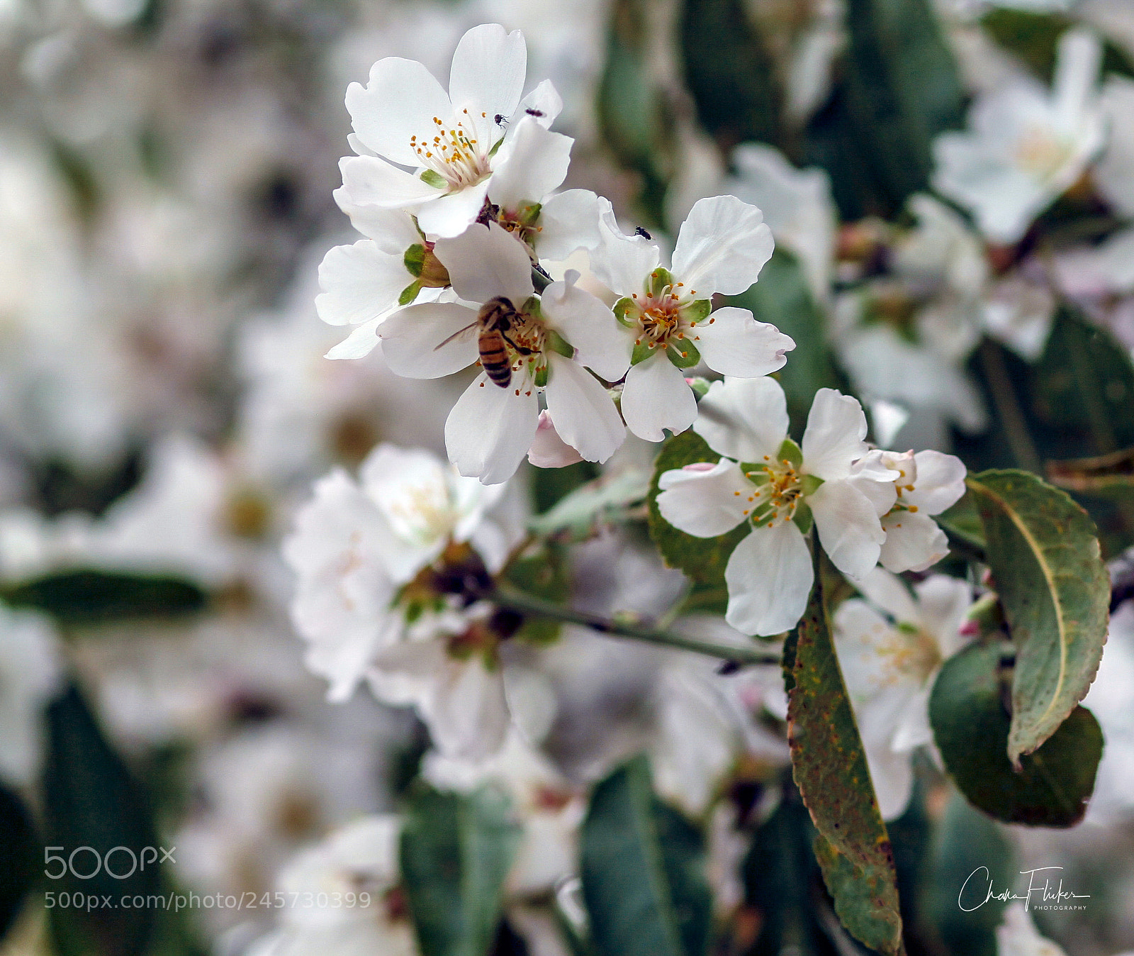 Canon EOS 60D sample photo. Almond trees are blooming! photography