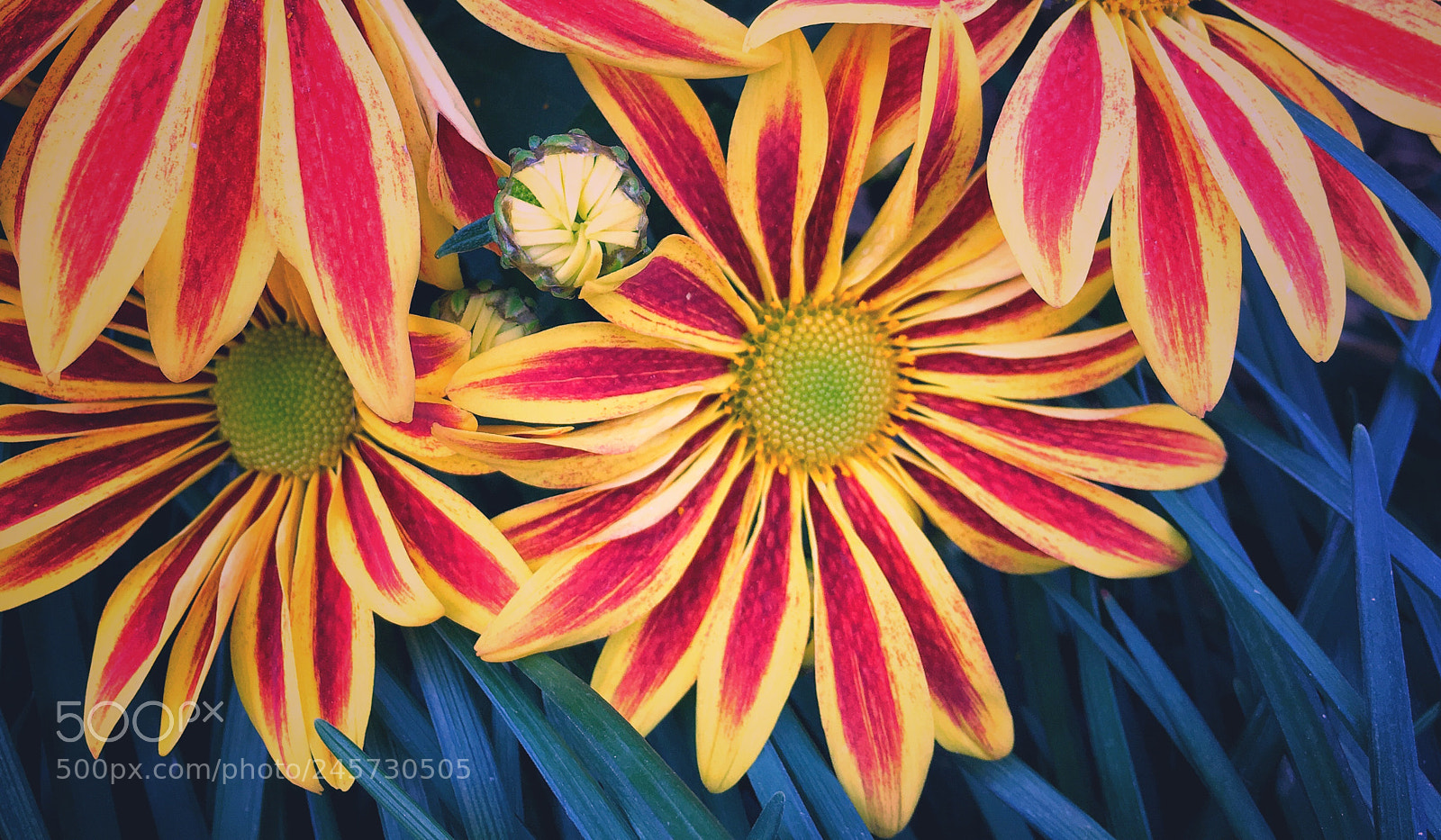 Apple iPhone 6s sample photo. Flowers. photography
