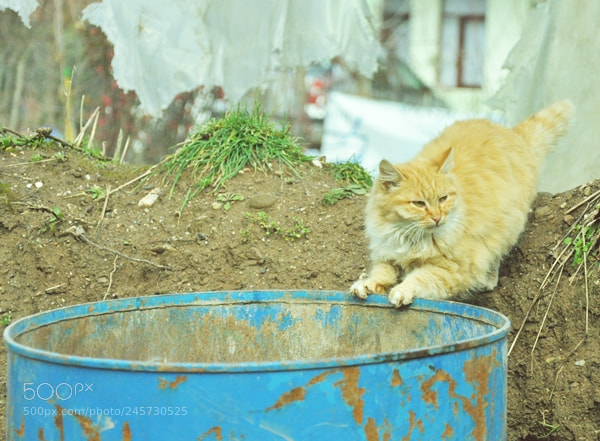 Nikon D90 sample photo. () photography