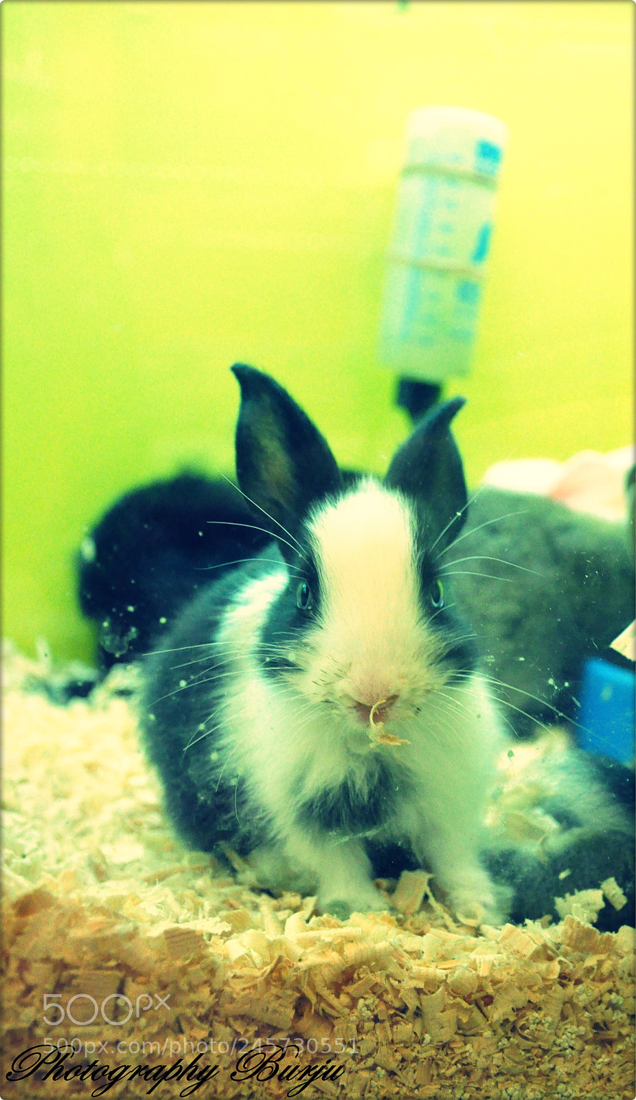 Nikon D90 sample photo. () photography