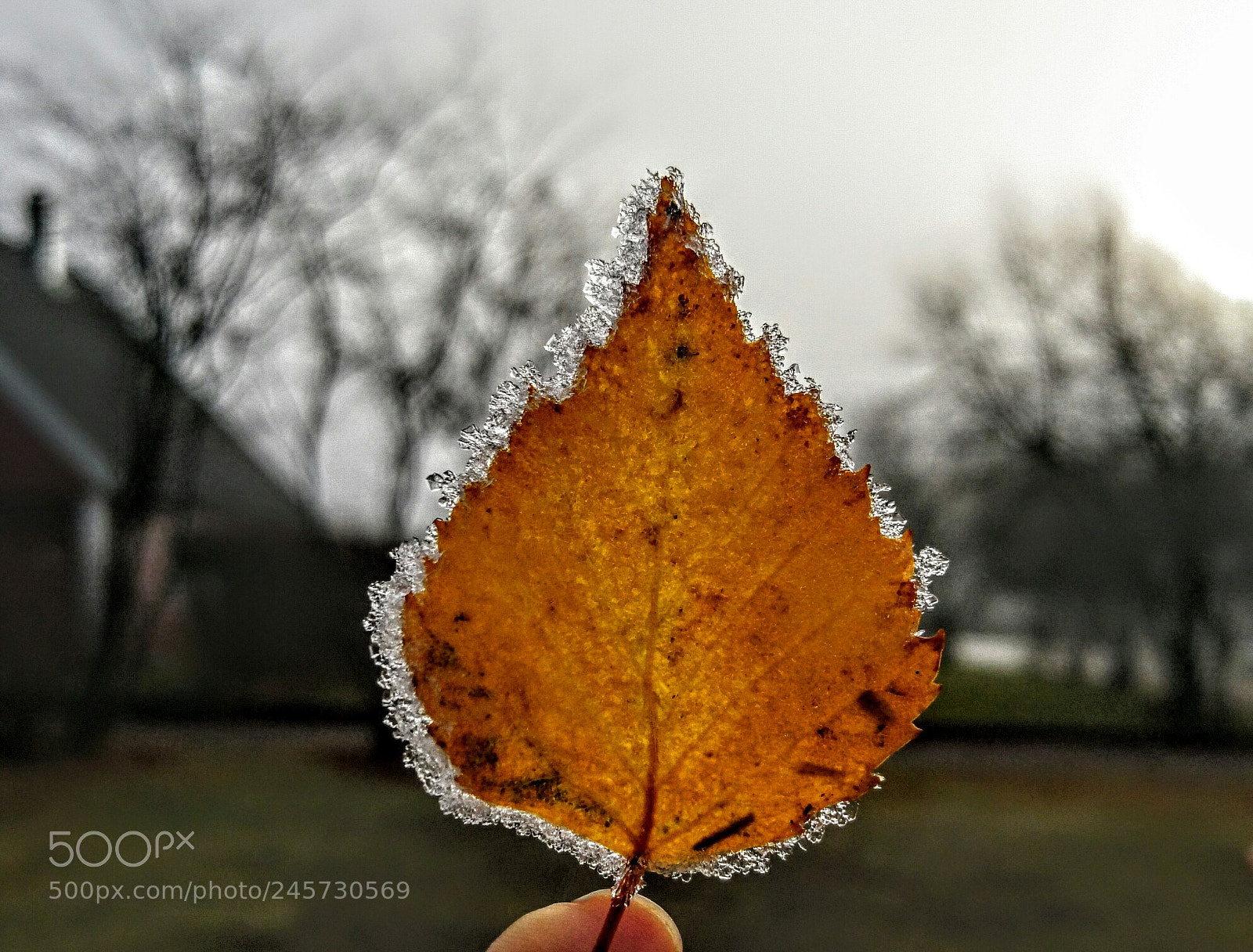 Sony Xperia X sample photo. Dsc photography