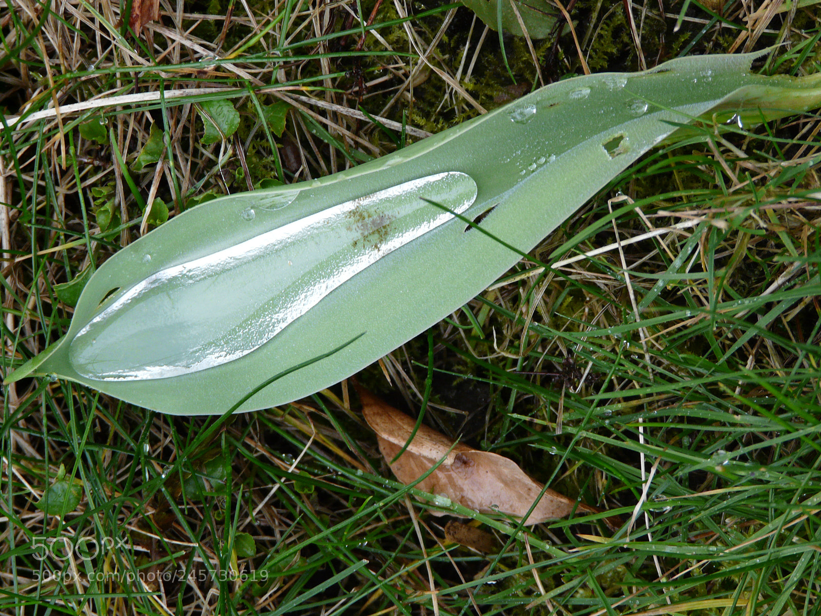 Panasonic DMC-FZ18 sample photo. Collected dew in leaf photography