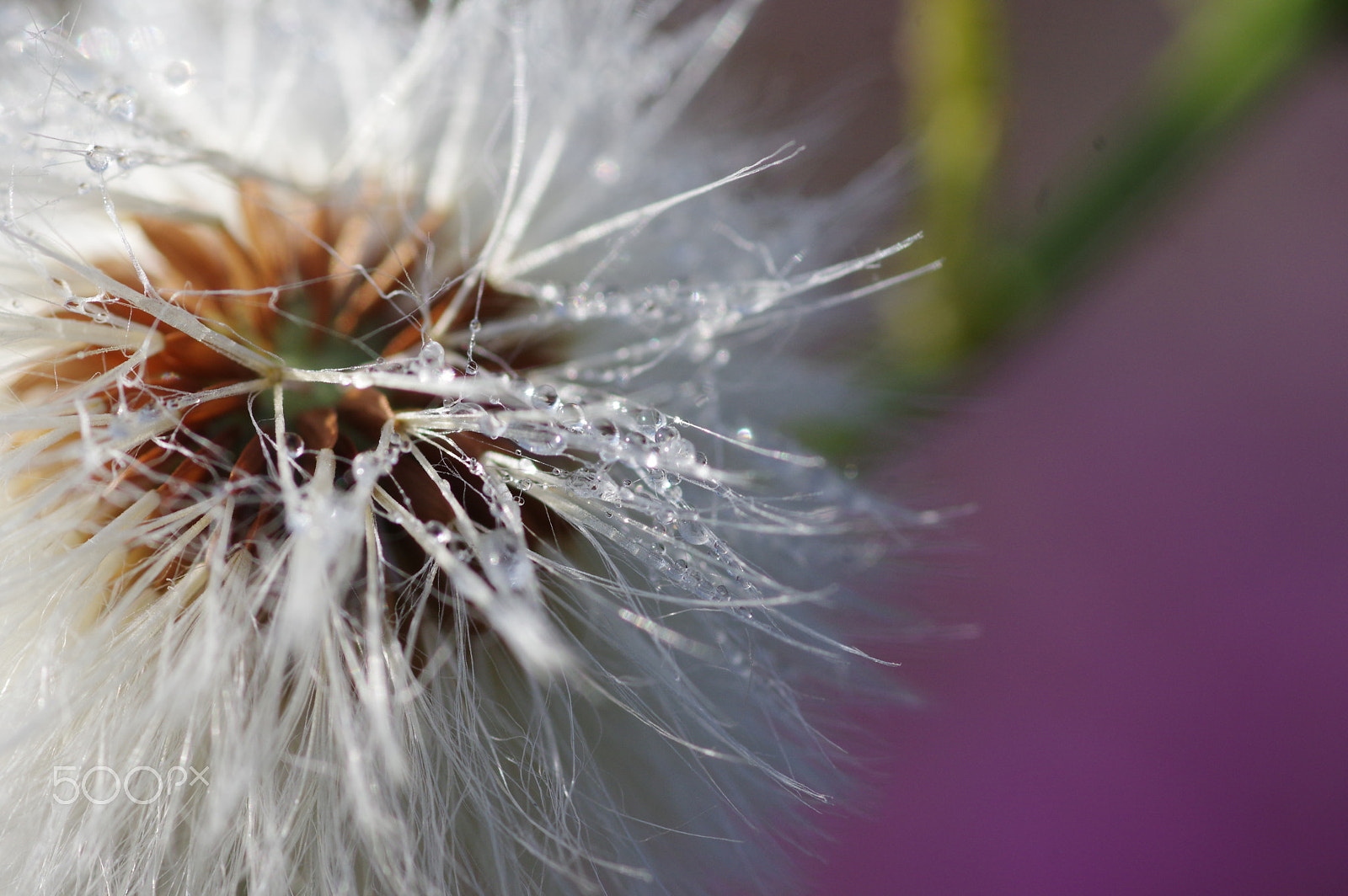 Pentax smc D-FA 100mm F2.8 Macro WR sample photo. Dandelion photography