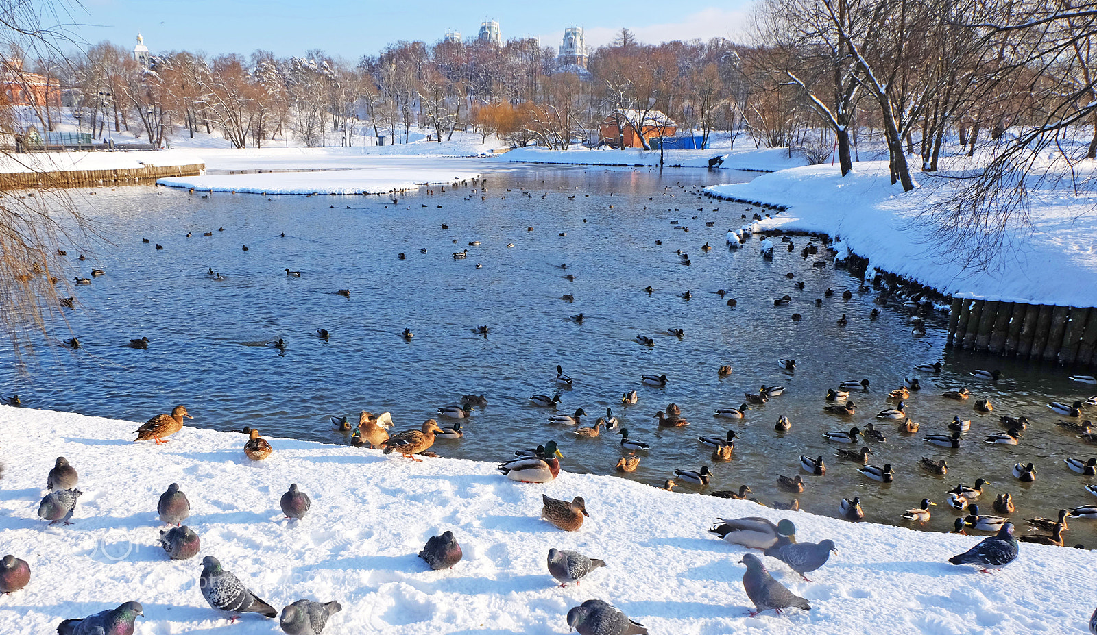 Fujifilm X-M1 sample photo. The lake in winter photography