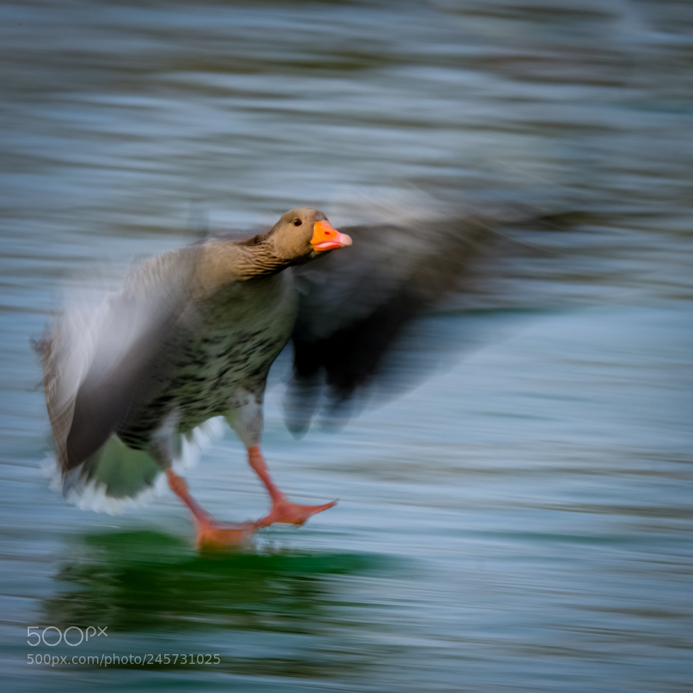 Fujifilm X-T2 sample photo. Bird in motion photography