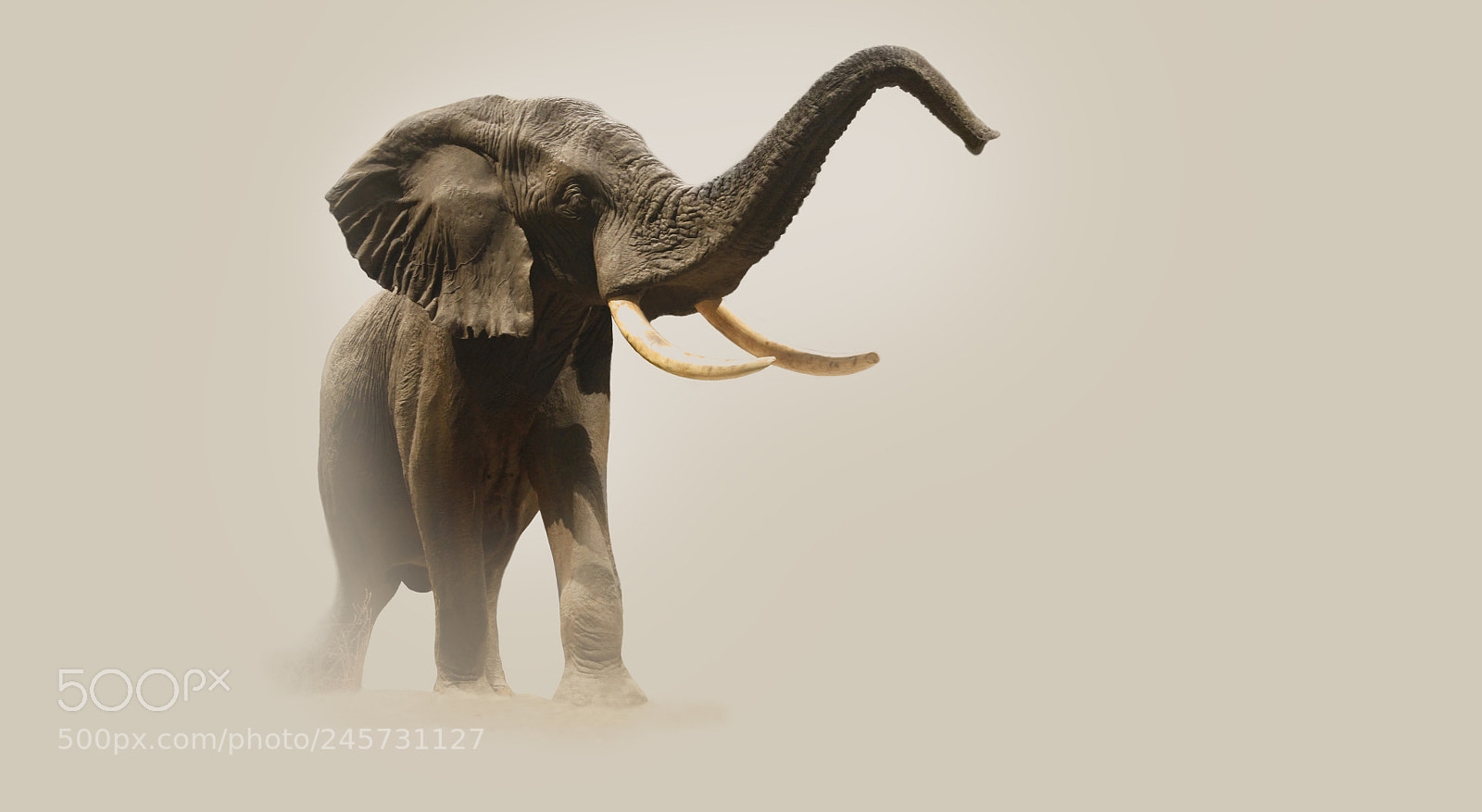 Canon EOS 60D sample photo. Sound the trumpet photography