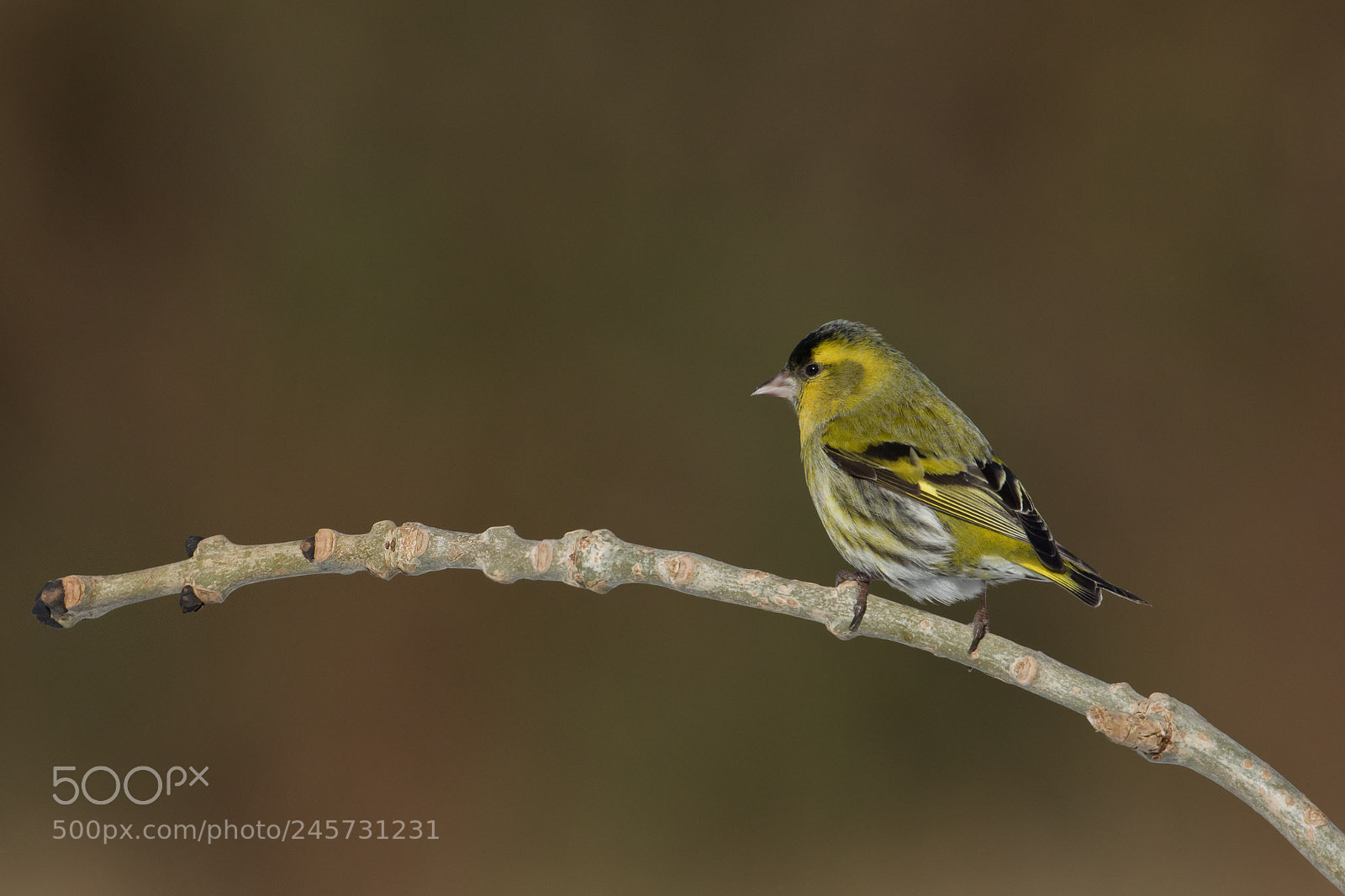 Canon EOS 7D Mark II sample photo. Siskin photography