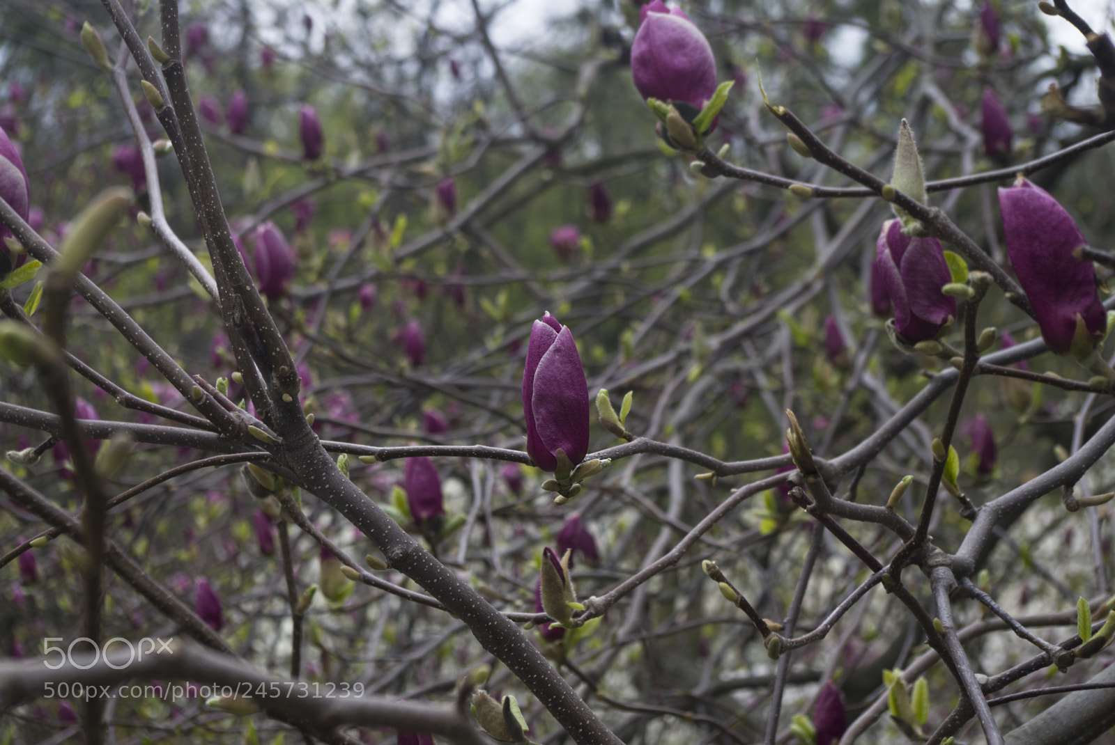 Pentax K-30 sample photo. Pink magnolia photography