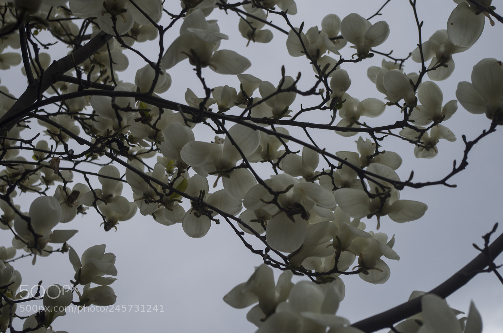 Pentax K-30 sample photo. Flowering of a white photography