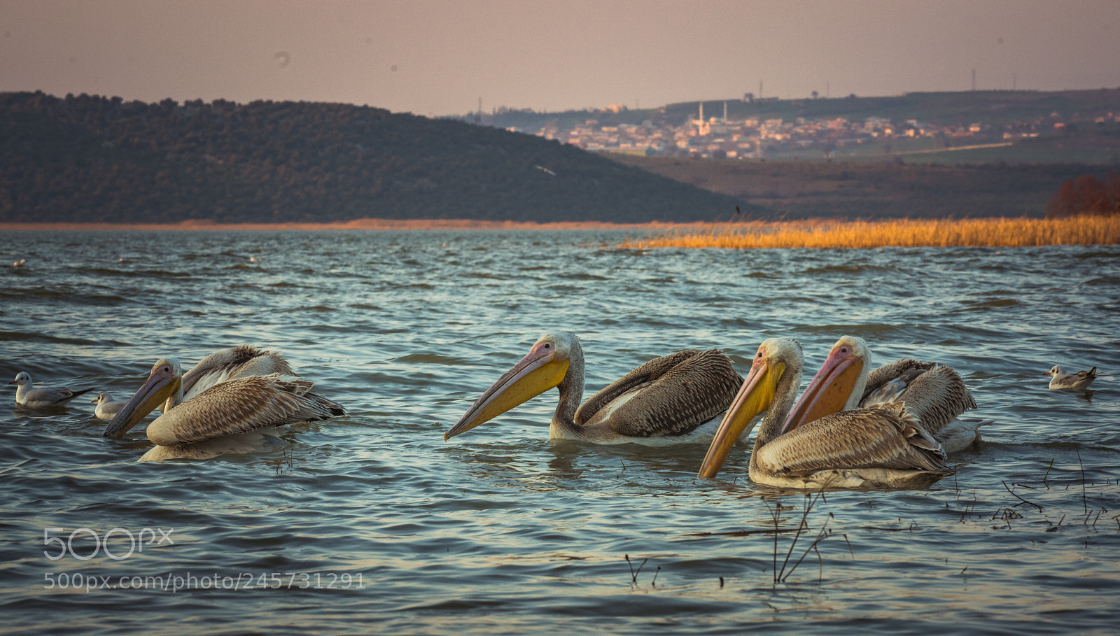 Sony a7R II sample photo. Pelicans in uluabat lake photography