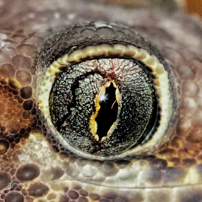 Sony a6300 sample photo. Paroedura picta eye photography