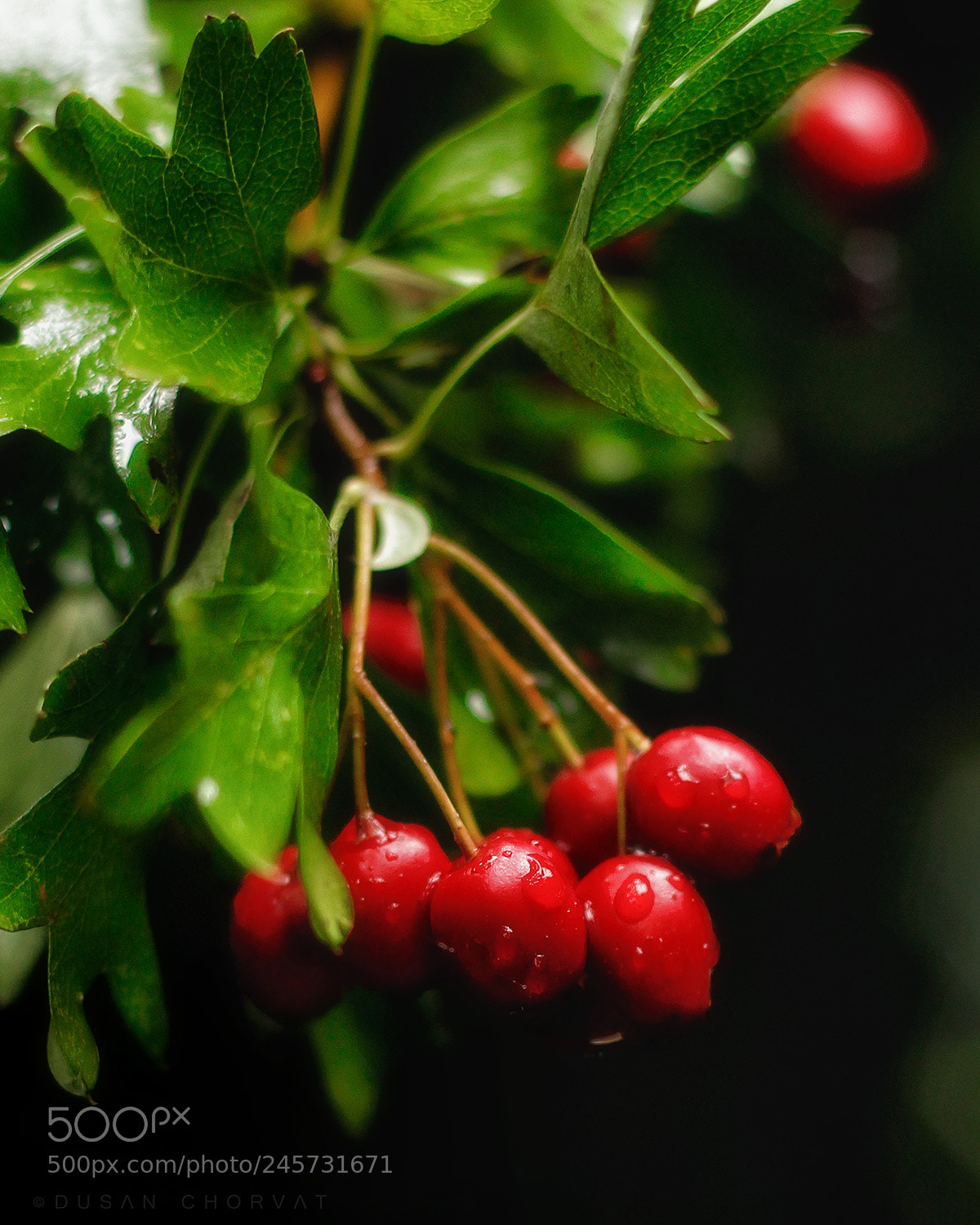 Canon EOS 600D (Rebel EOS T3i / EOS Kiss X5) sample photo. Hawthorn (crataegus) photography