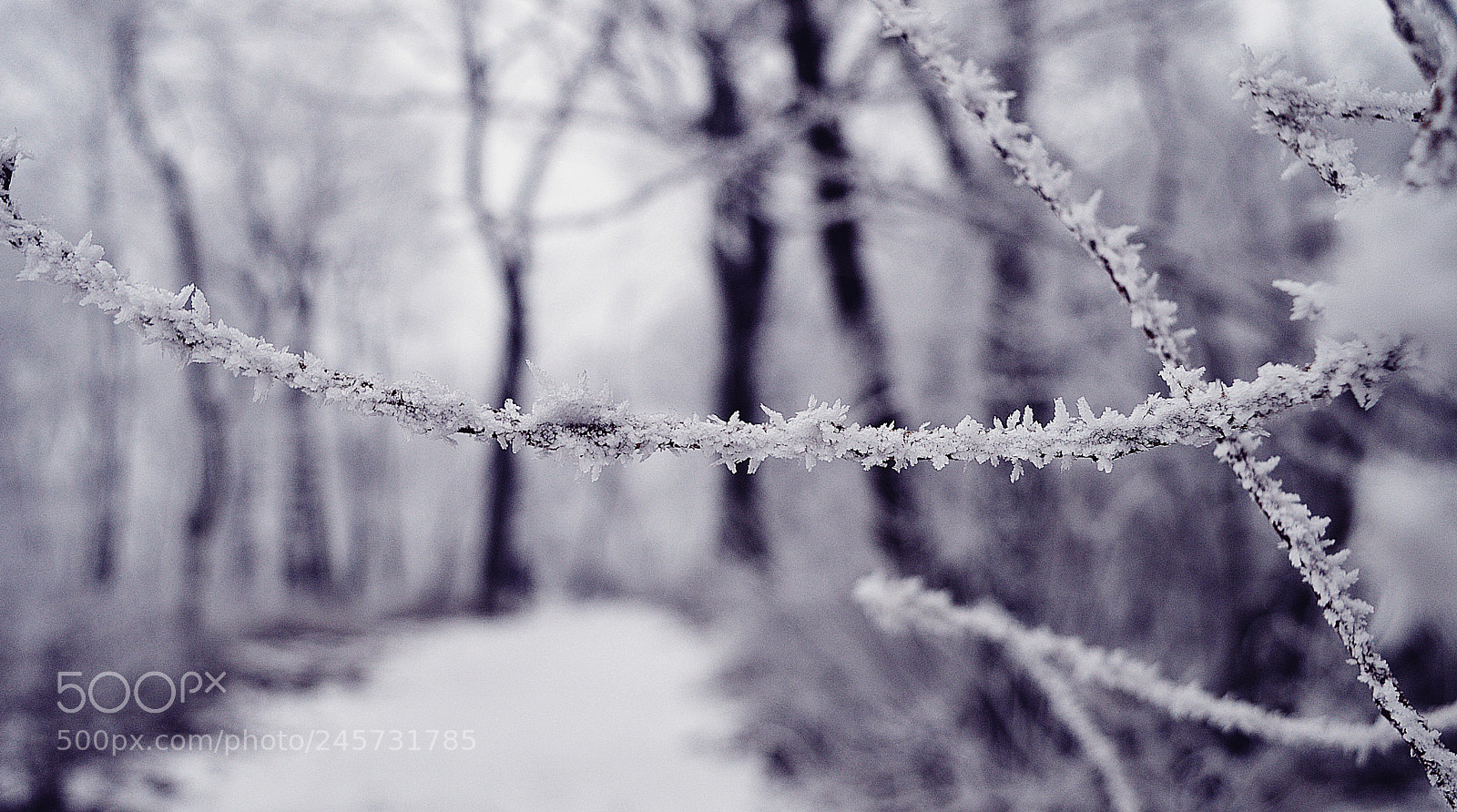 Nikon D3200 sample photo. Frost photography