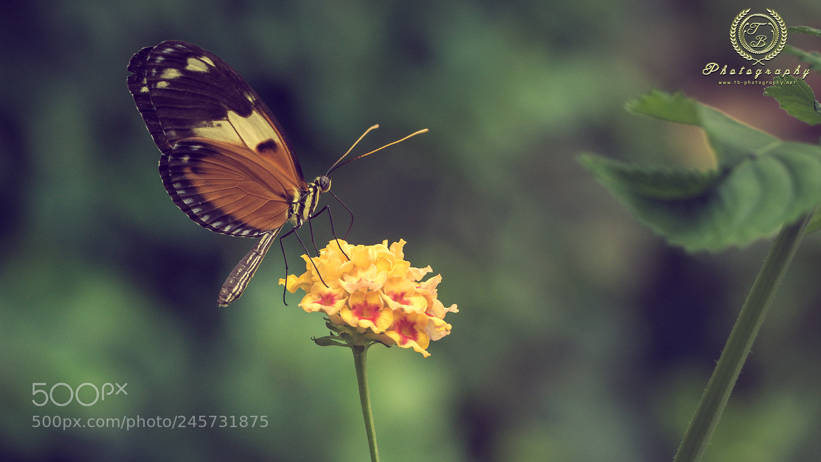 Nikon D7200 sample photo. Braun wei schwarzer schmetterling photography