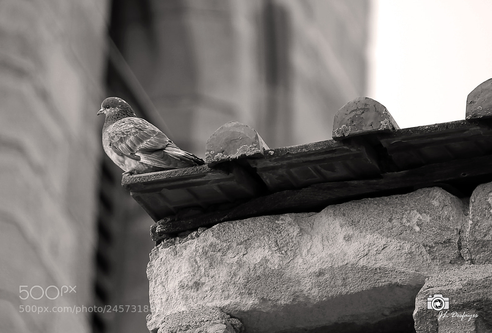 Canon EOS 7D Mark II sample photo. Ravel photography