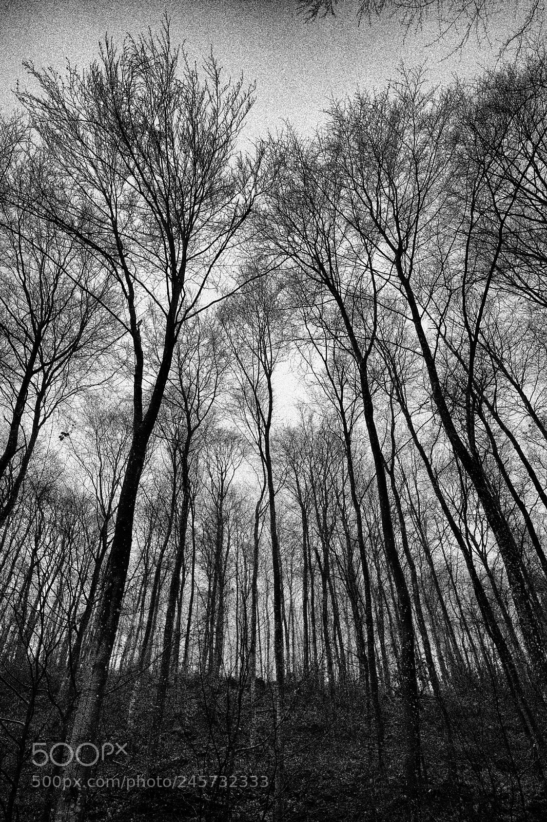 Leica SL (Typ 601) sample photo. Bergesserin lamultitude d'arbres photography