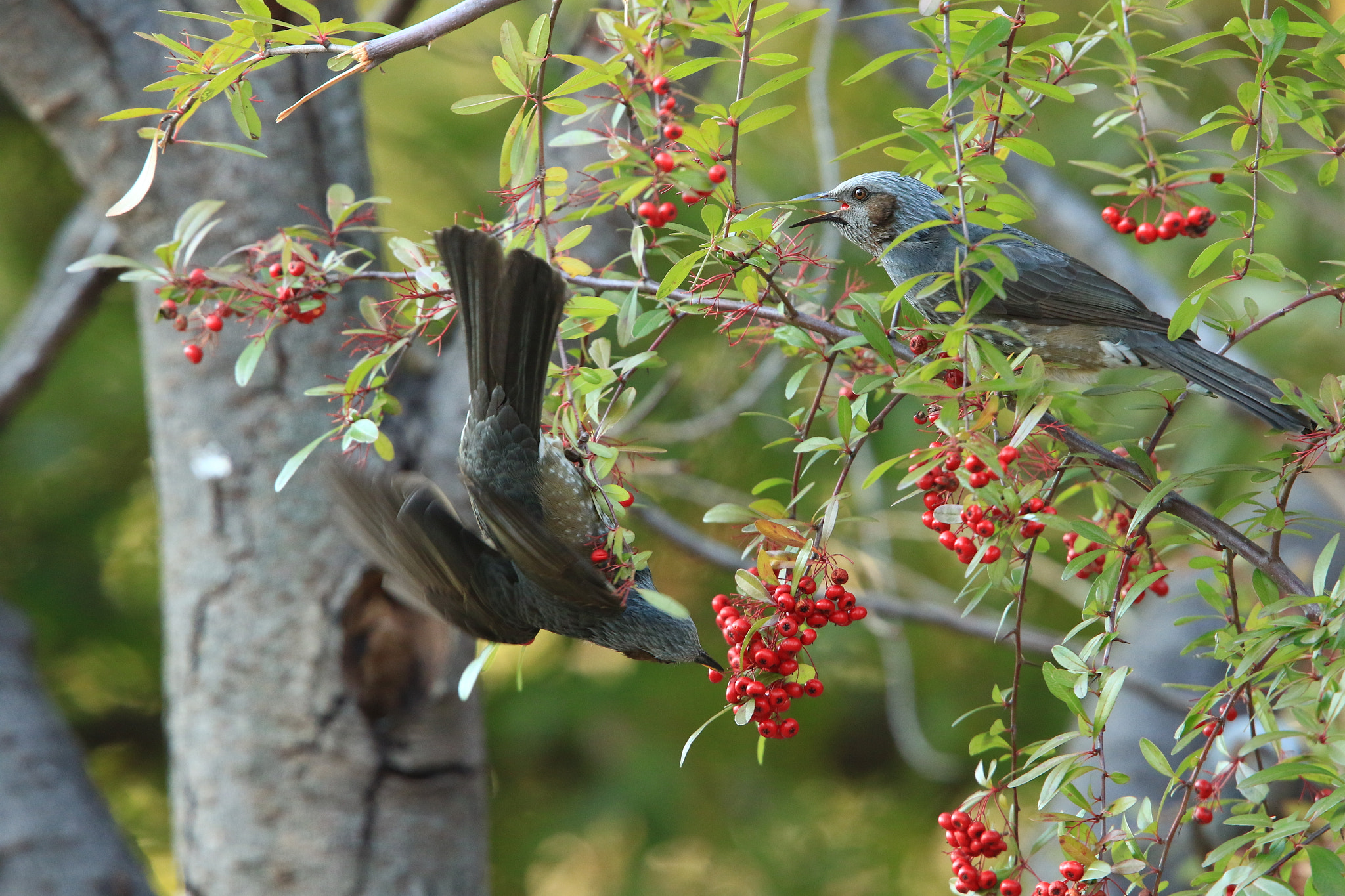 Canon EOS 7D Mark II + Canon EF 400mm F2.8L IS USM sample photo. Brown-eared bulbul ヒヨドリ 鵯 photography