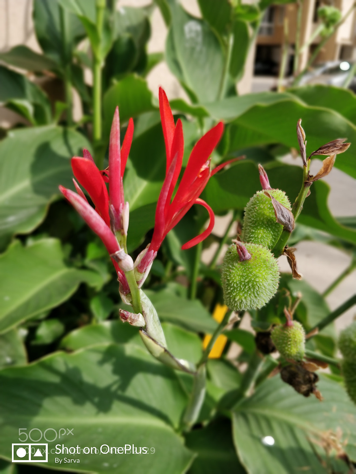 OnePlus 5T sample photo. Untitled photography