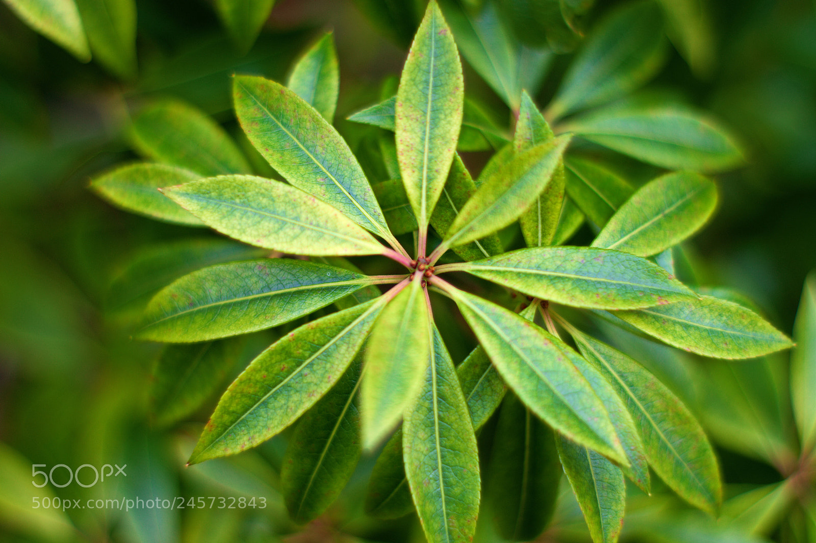 Nikon D3200 sample photo. Natures pattern photography
