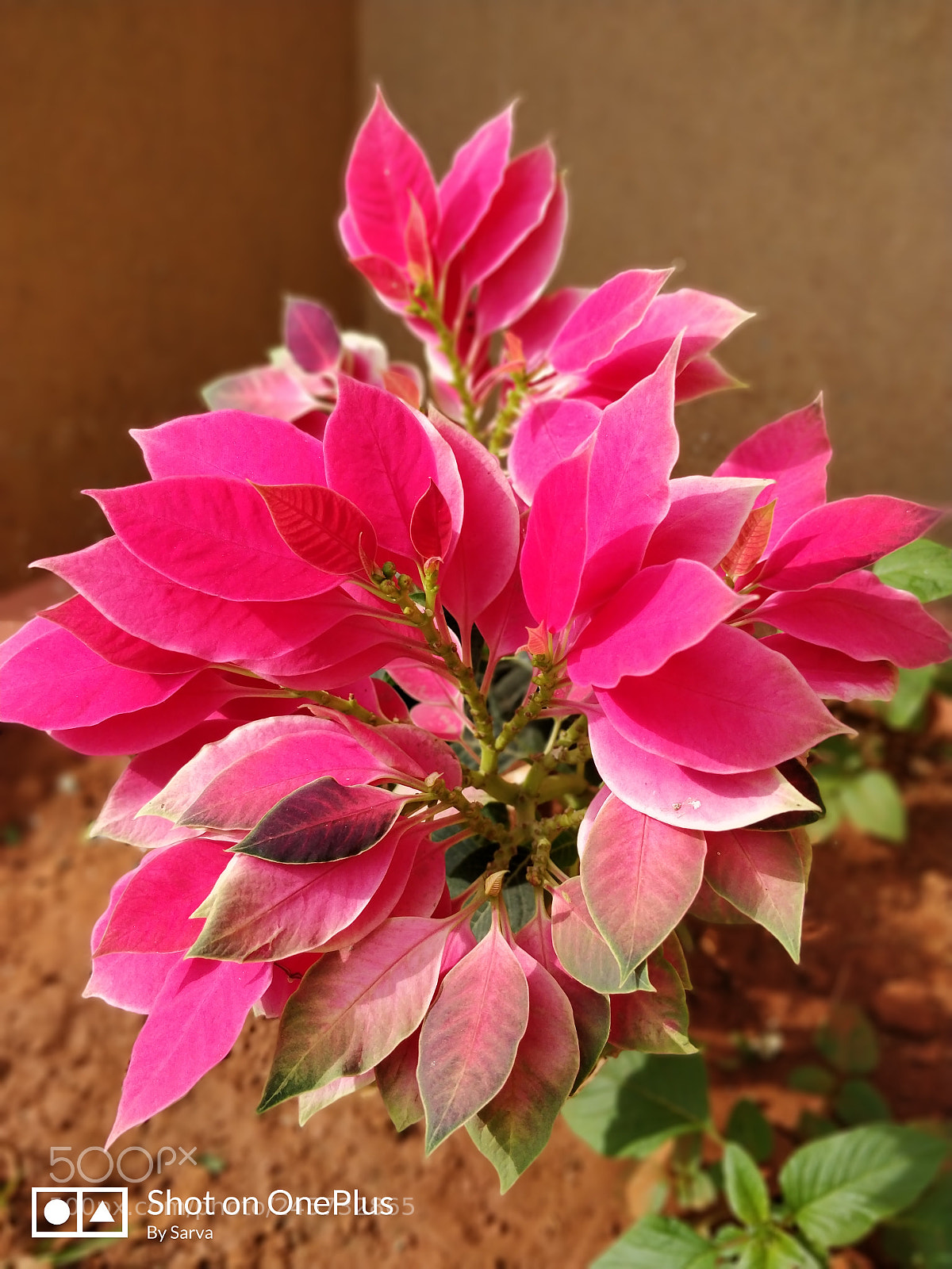 OnePlus 5T sample photo. Untitled photography
