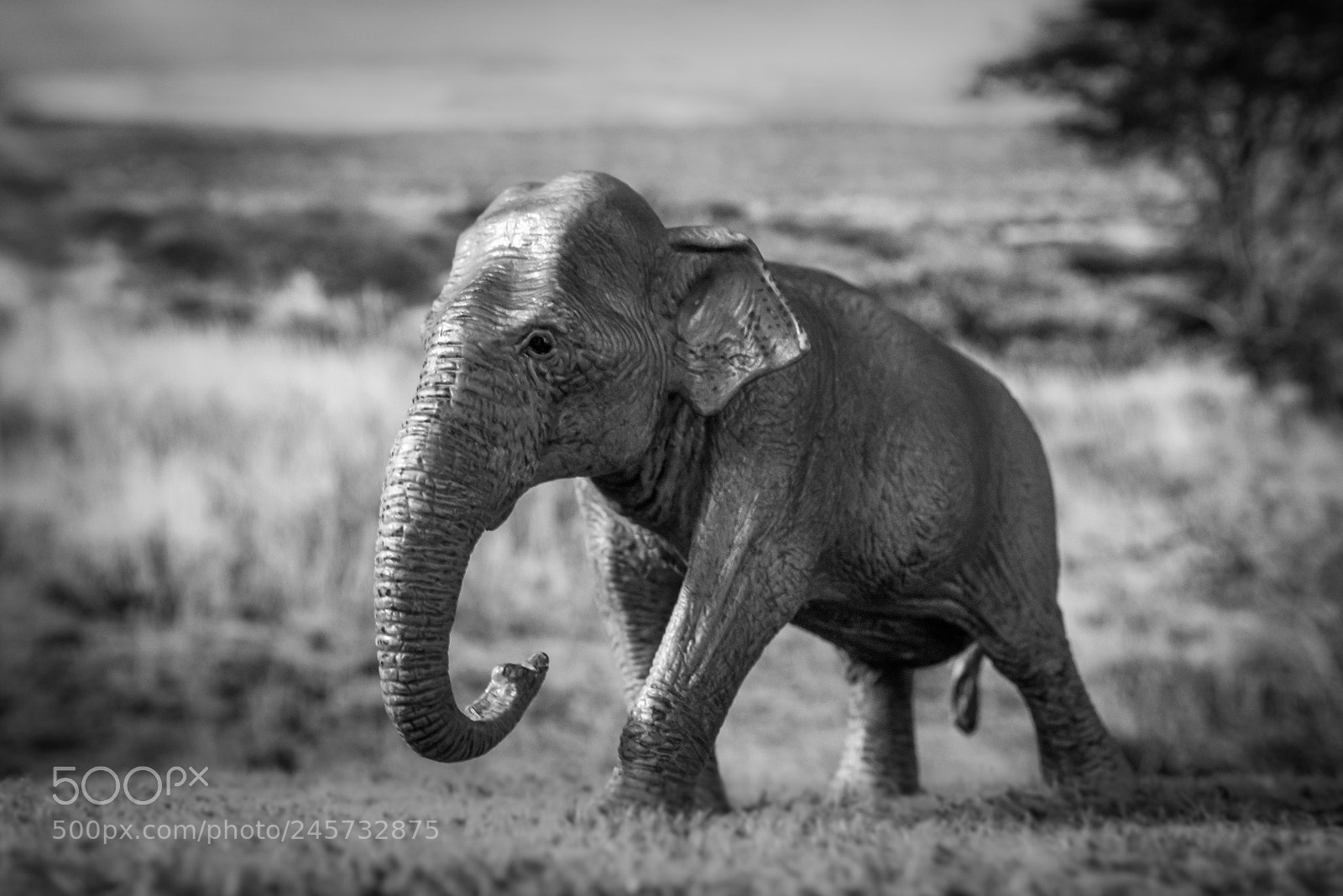 Panasonic Lumix DMC-GX85 (Lumix DMC-GX80 / Lumix DMC-GX7 Mark II) sample photo. Elephant photography