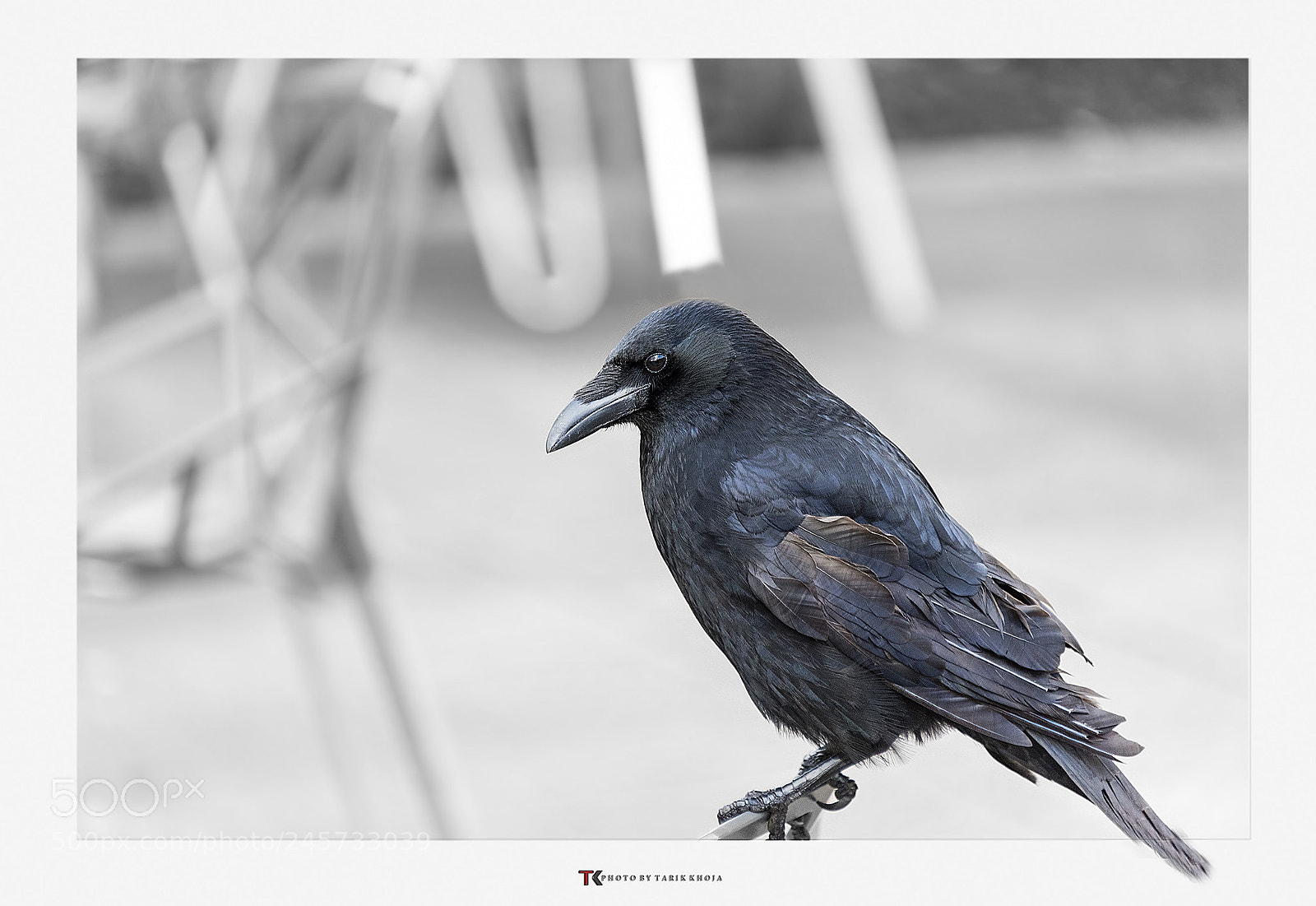 Nikon D810 sample photo. Crow photography