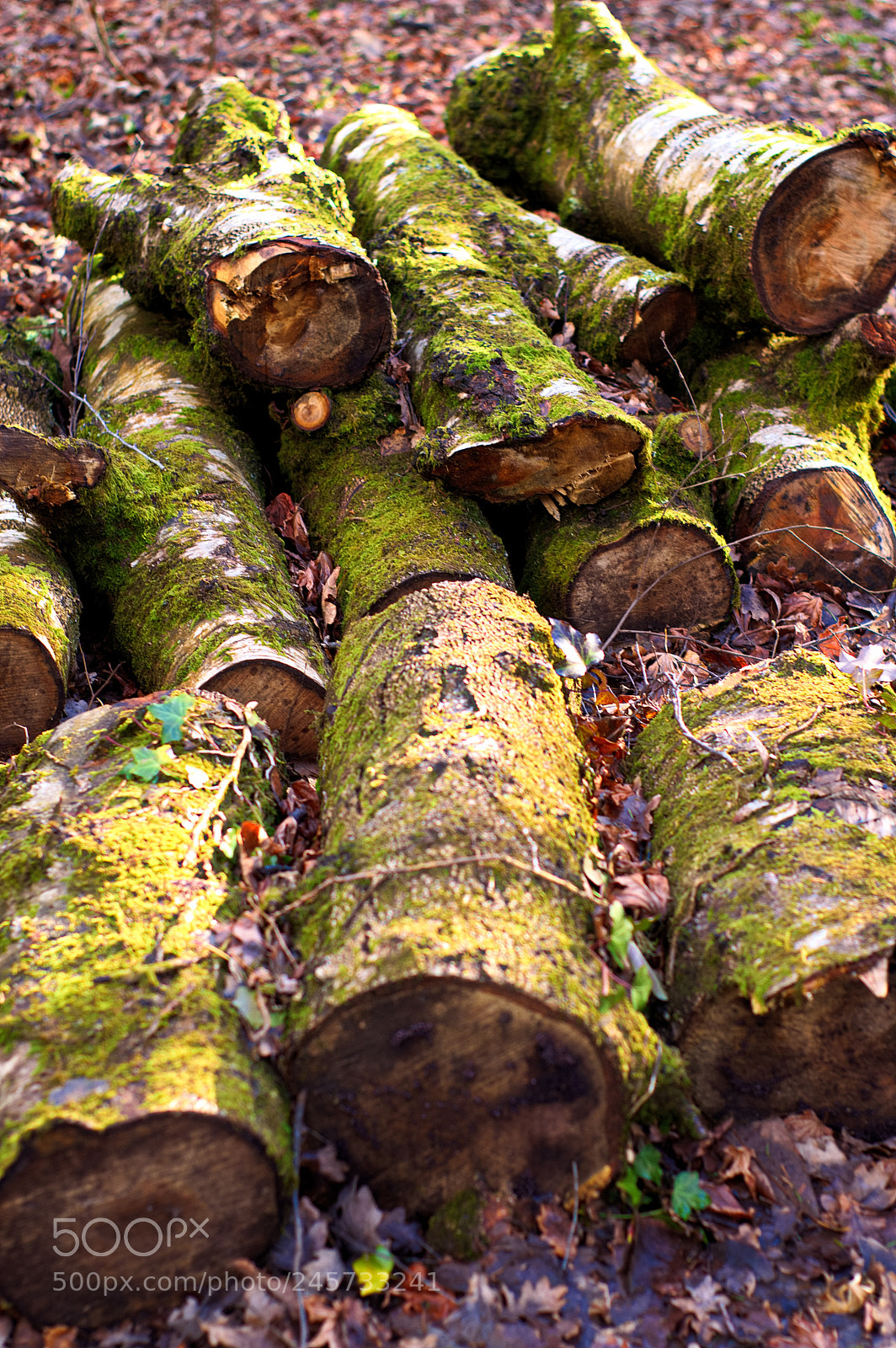 Nikon D3200 sample photo. Logs photography