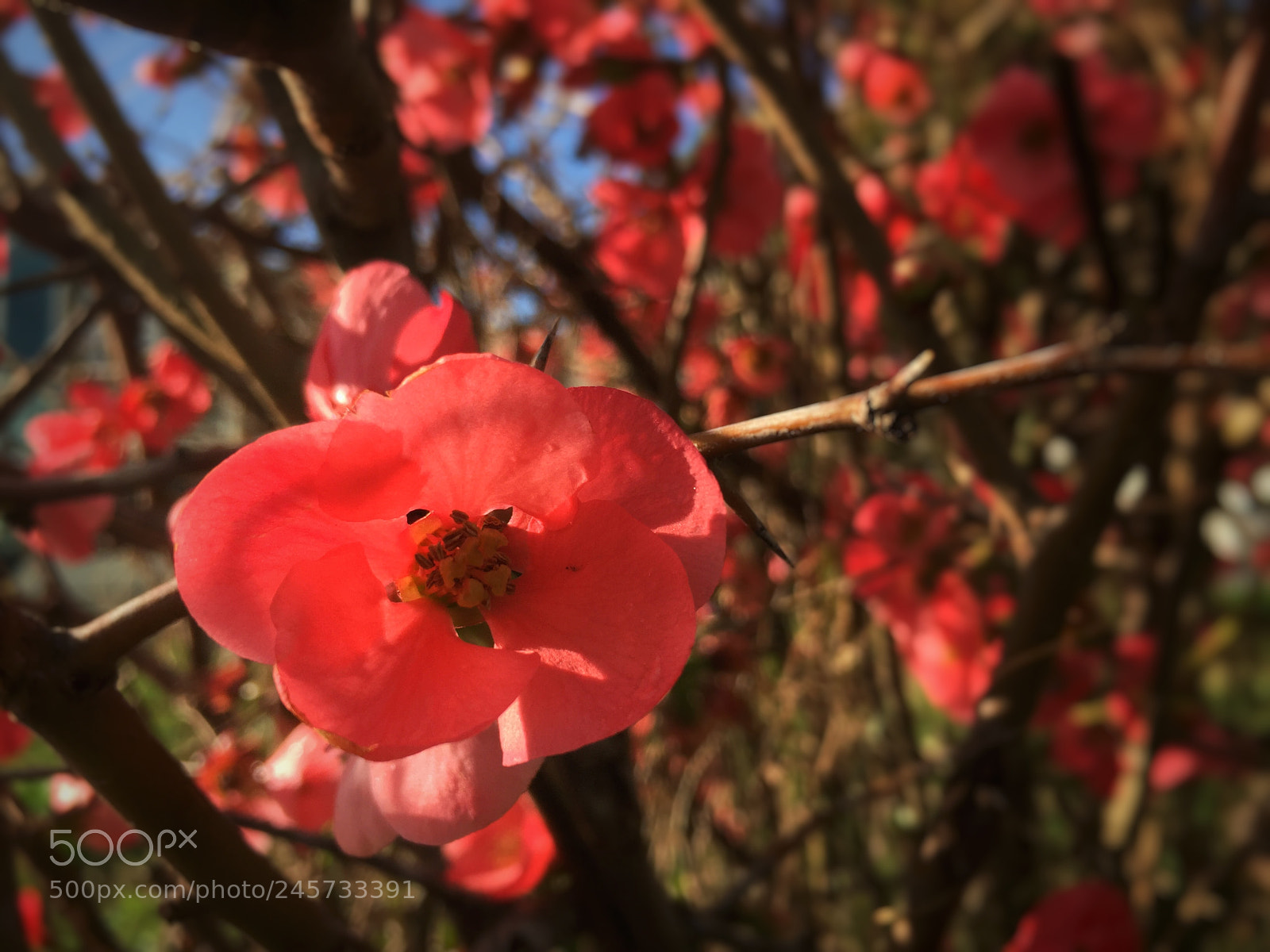 Apple iPhone 6 sample photo. Nature reborn photography