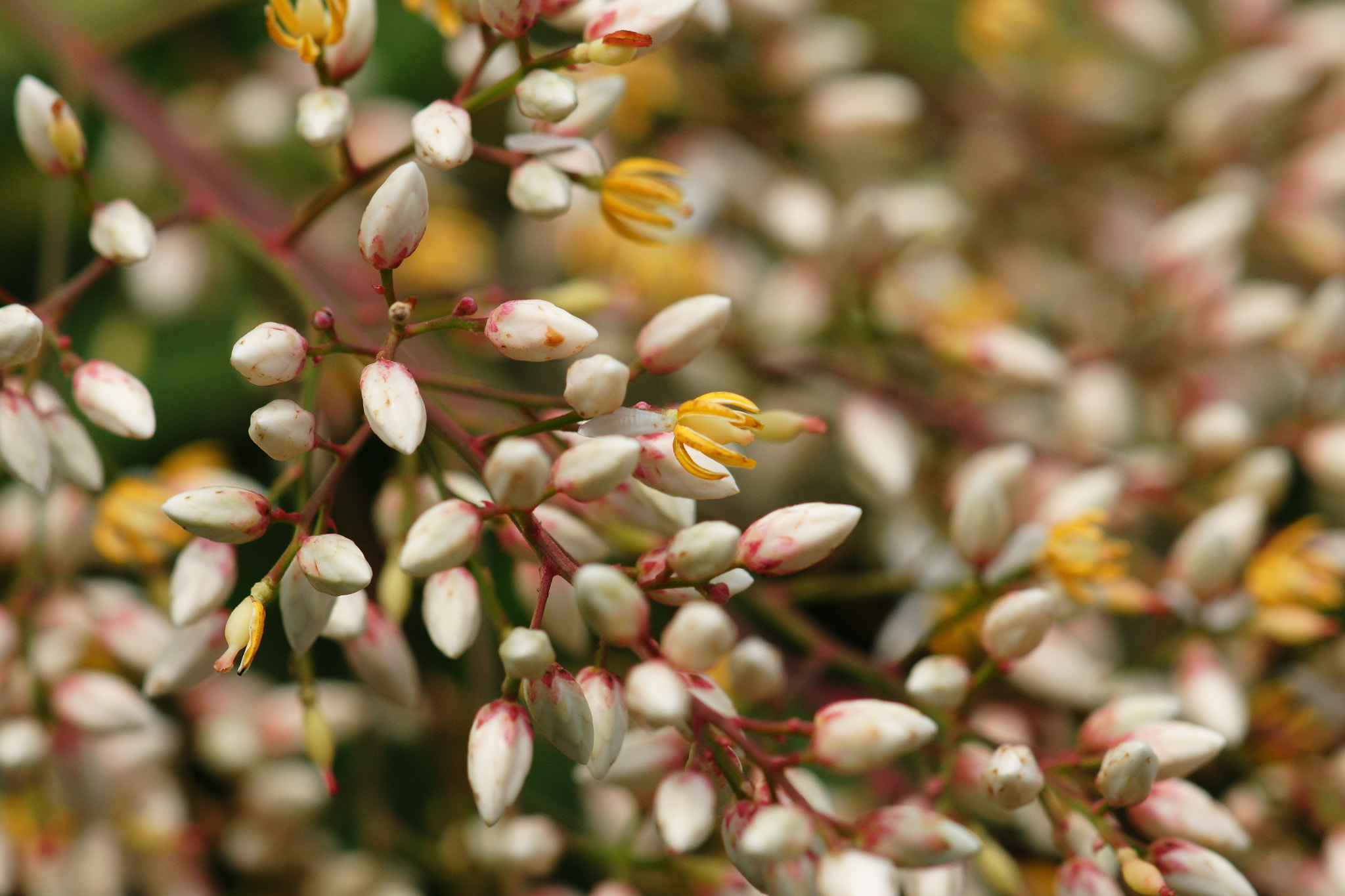 Sony 100mm F2.8 Macro sample photo