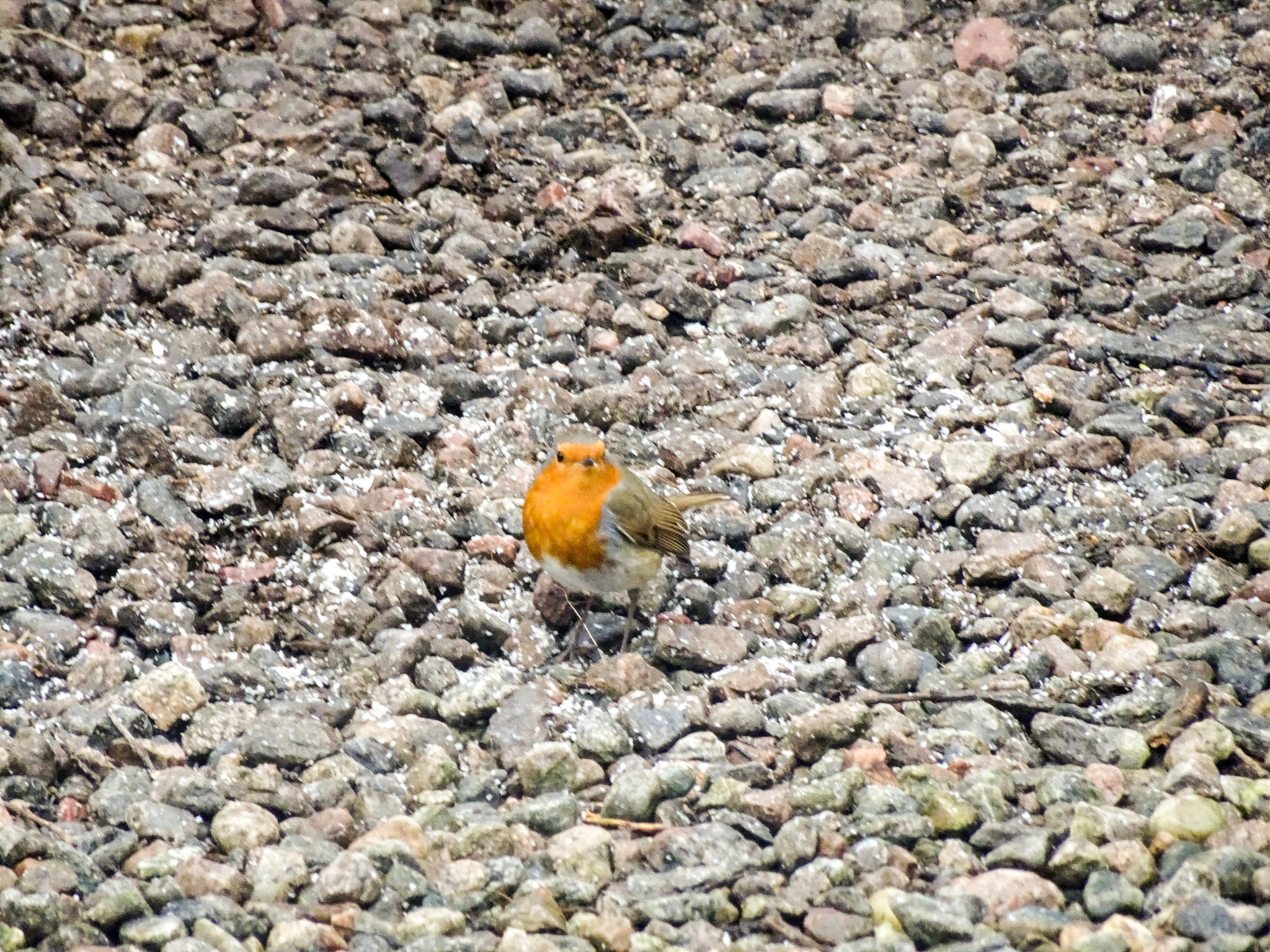 Sony Cyber-shot DSC-WX500 sample photo. Curious robin photography