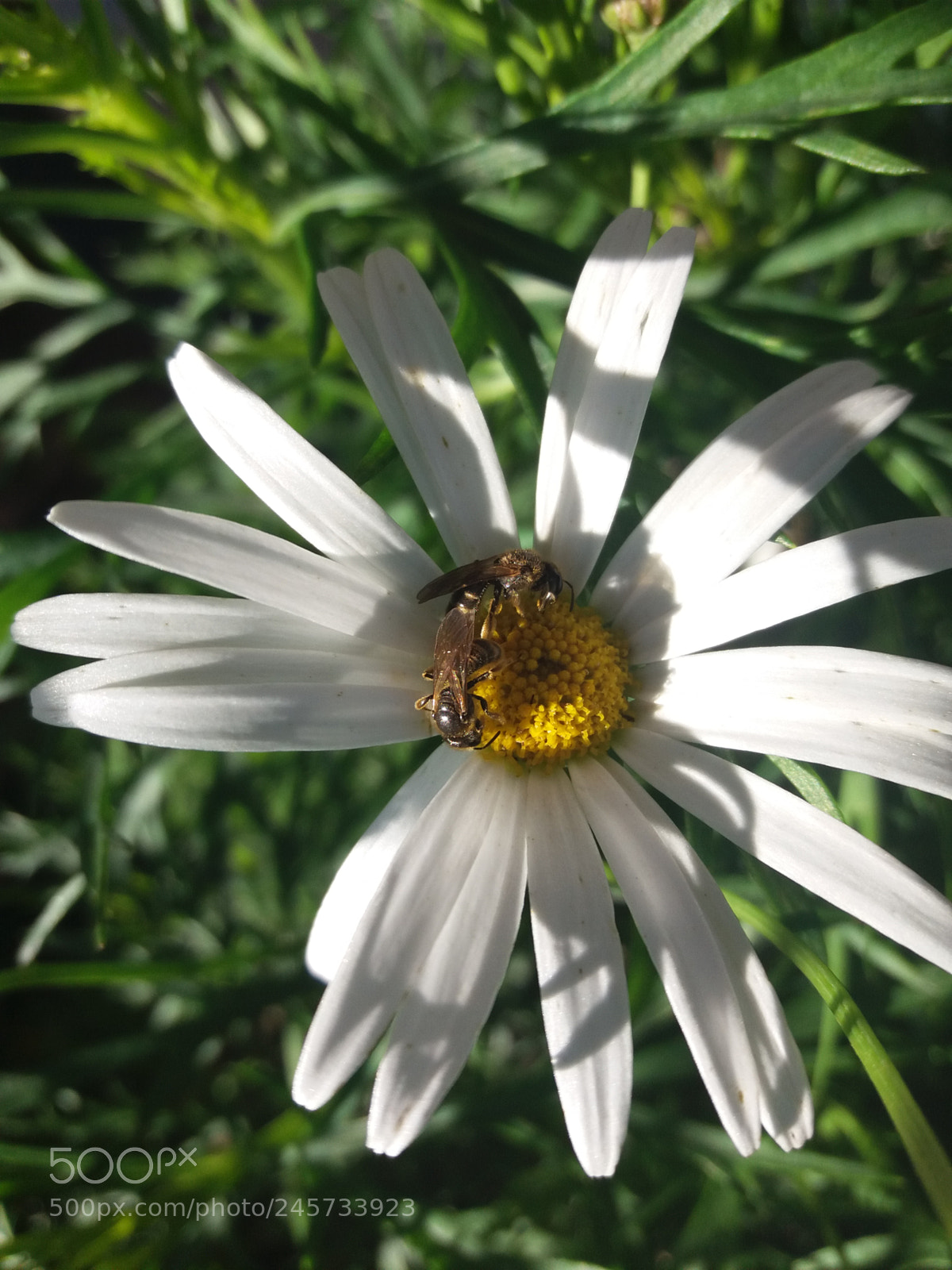 Samsung Galaxy J5(2016) sample photo. Flower photography